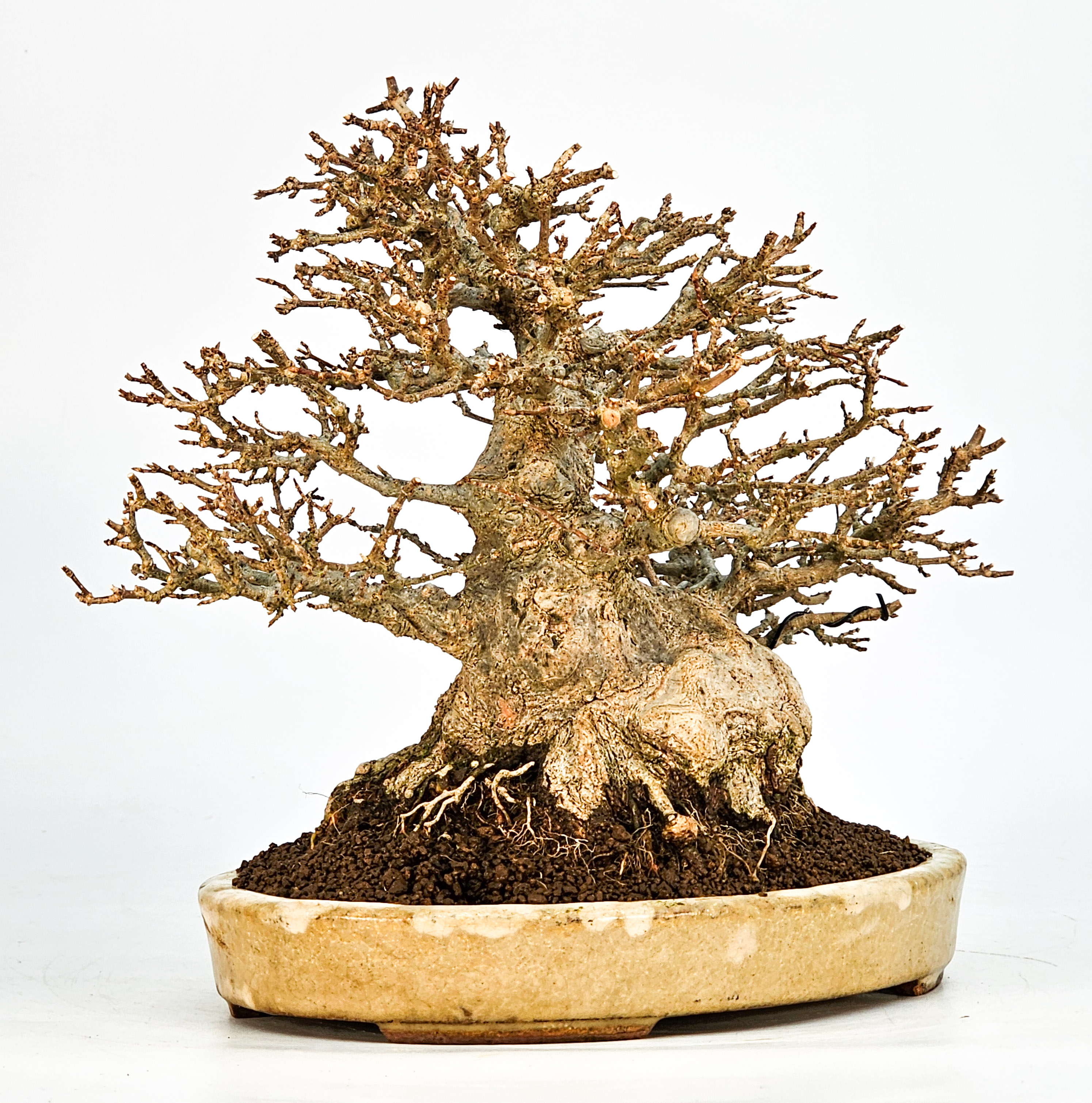Bonsai Dreispitzahorn - Acer buergerianum 20cm Video!!