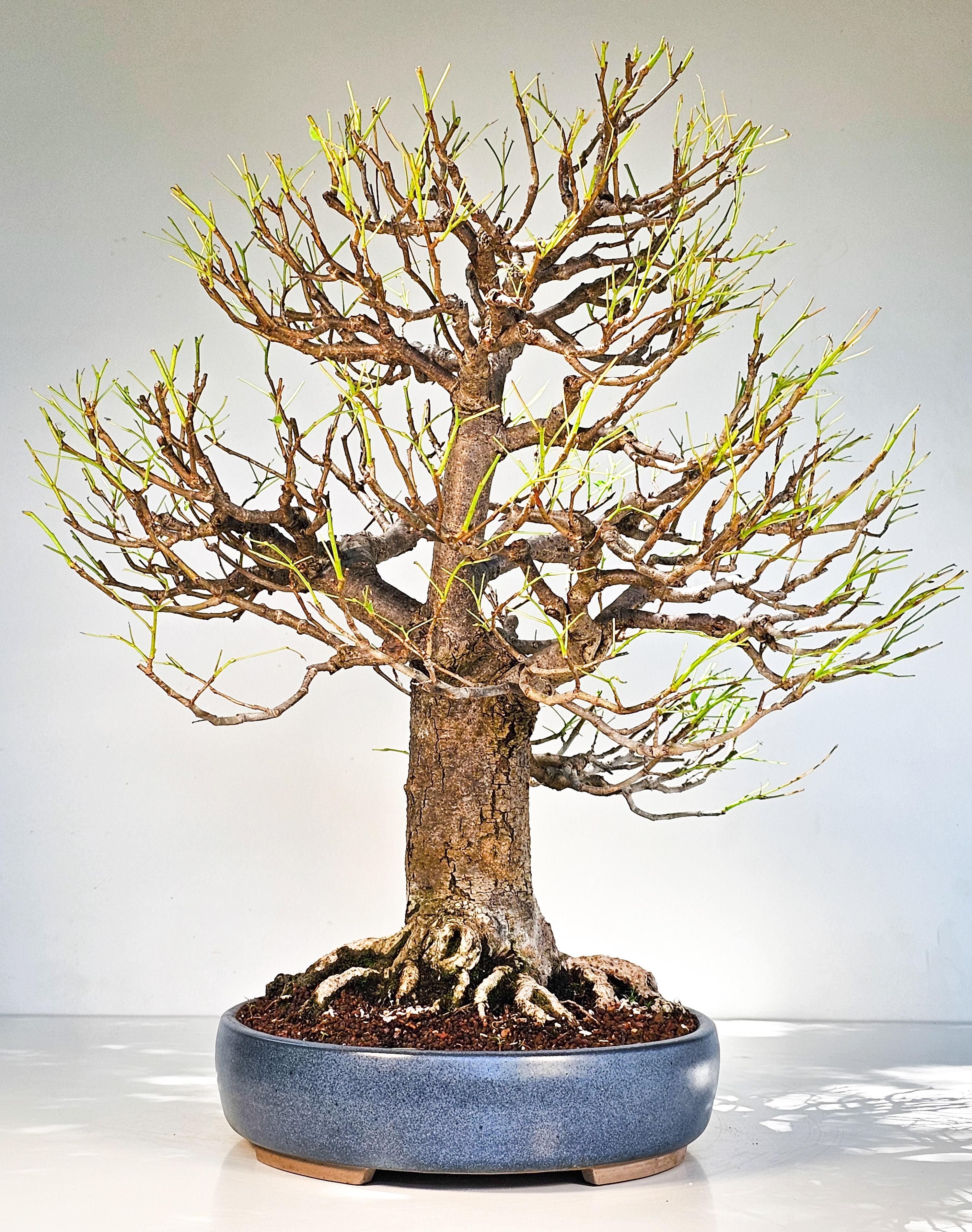Bonsai Linde - Tilia  58cm
