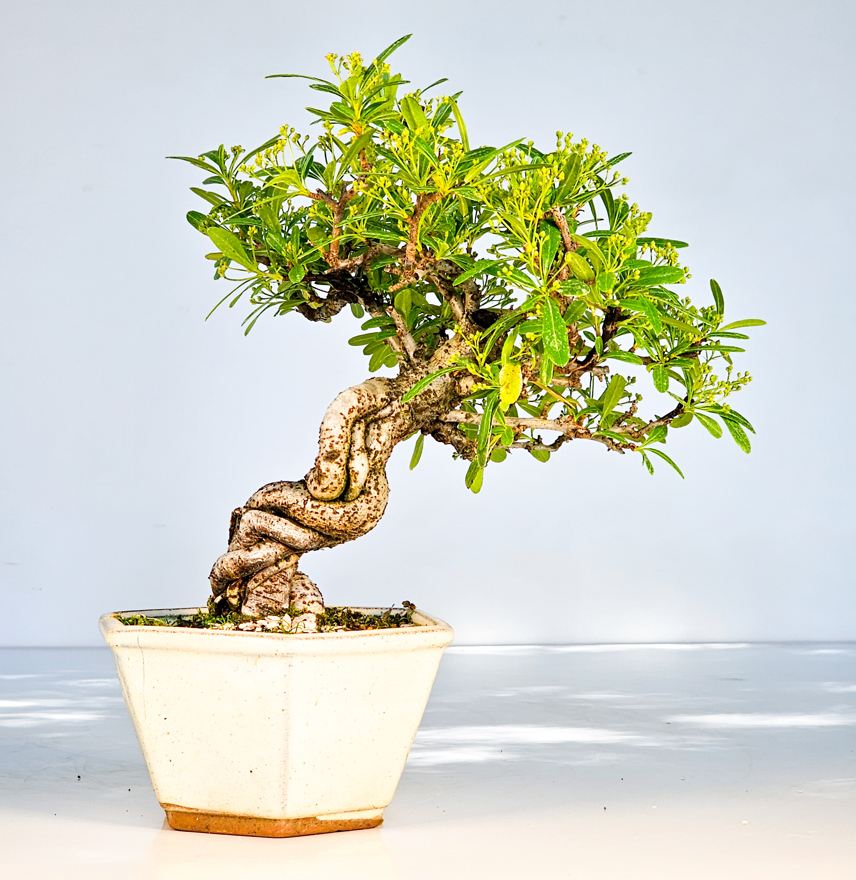 Bonsai Pyracantha - Feuerdorn Shohin 21cm
