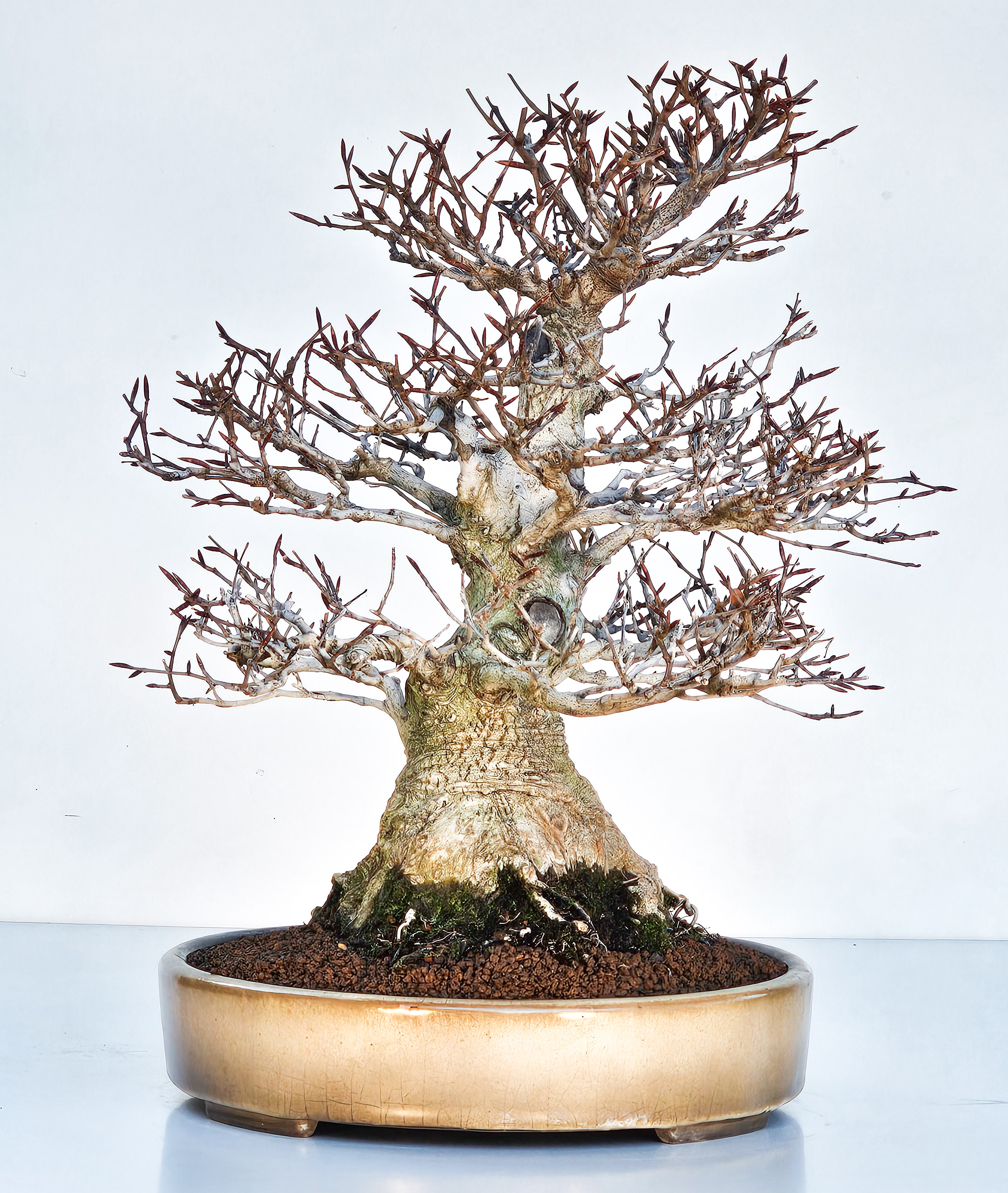 Bonsai Premium Kerbbuche Fagus Crenata - Yorozu-en 33cm
