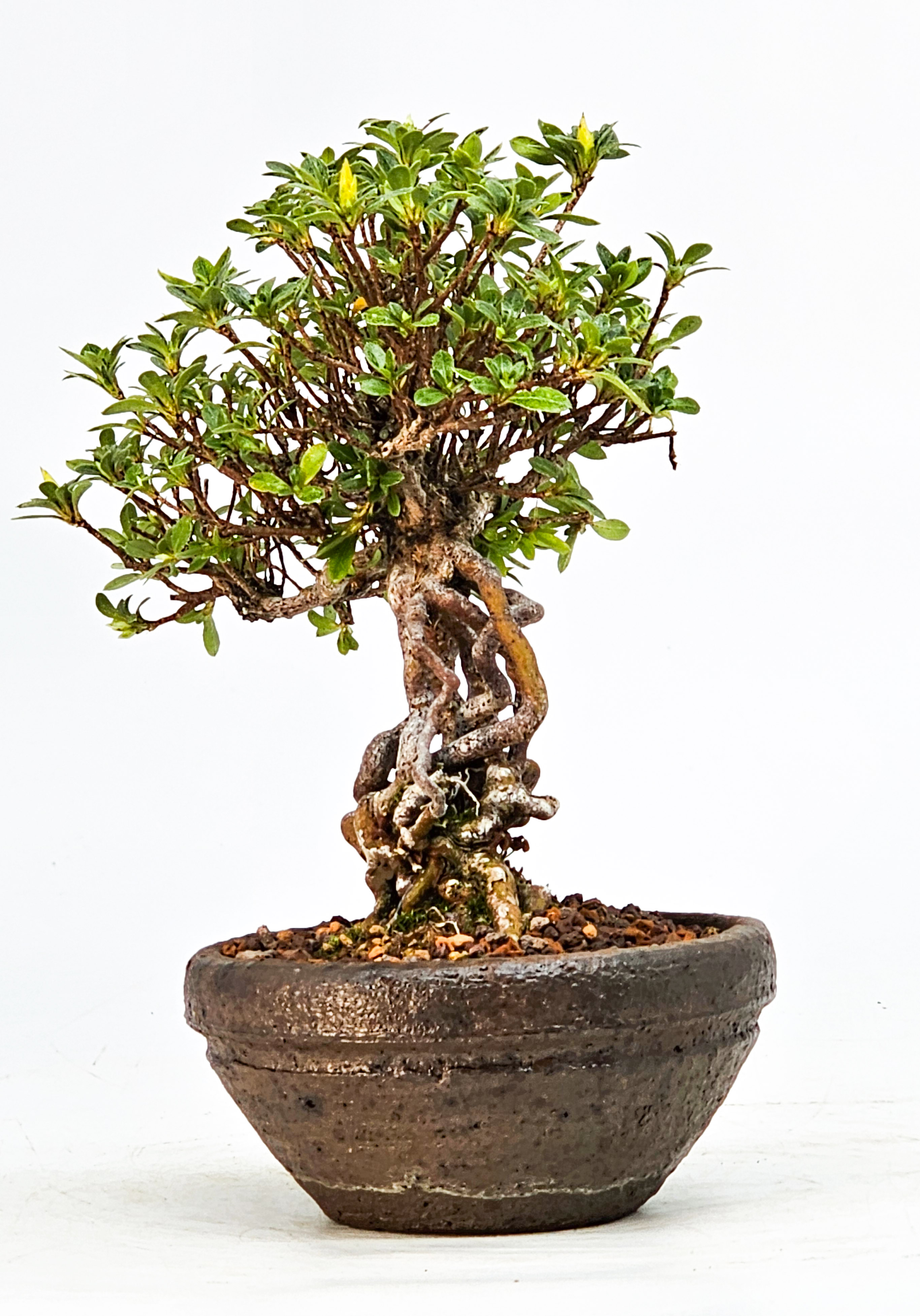 Bonsai Azalee Rhododendron indicum - Akemi-no-tsuki - Shohin 15,5cm