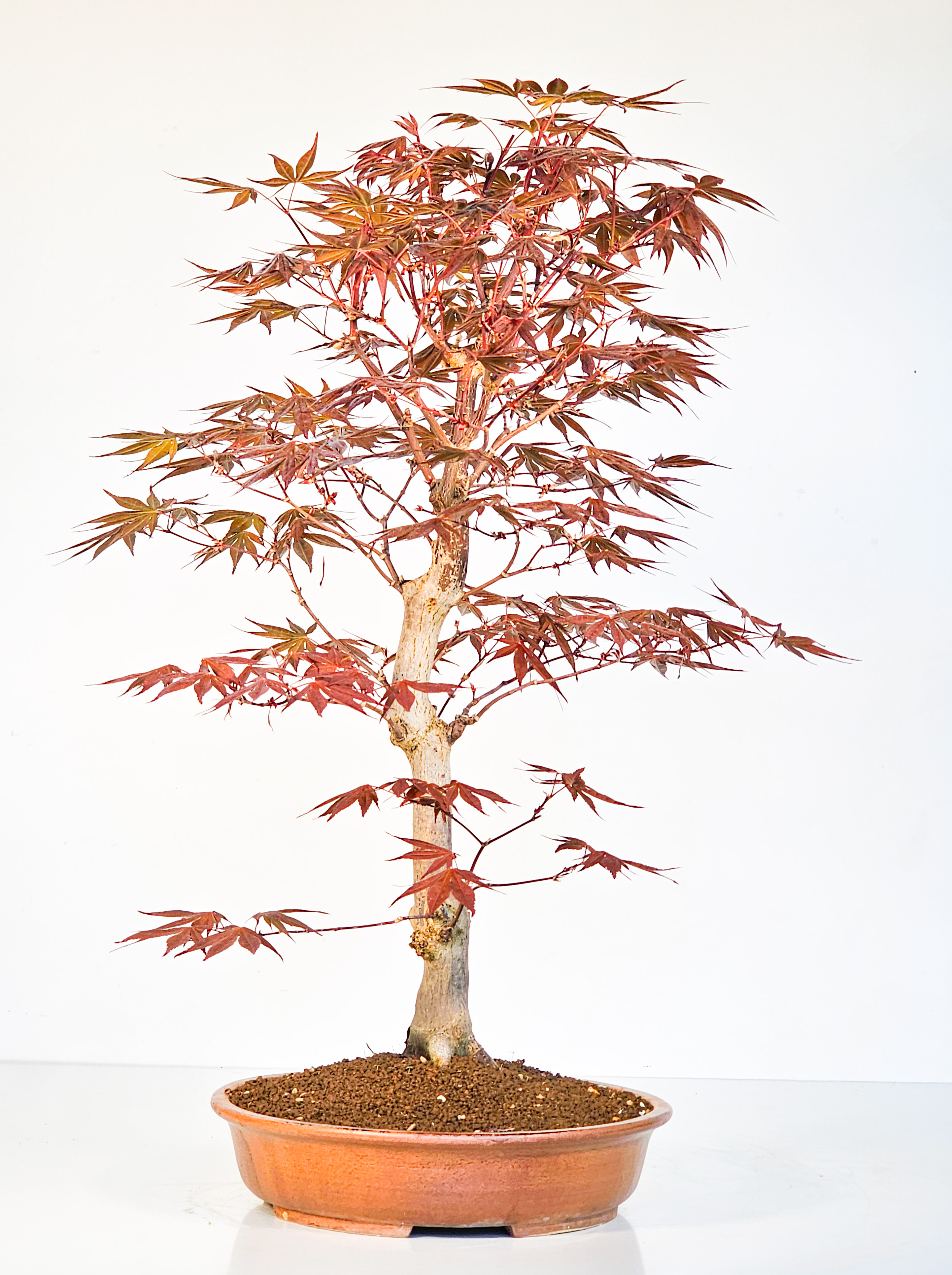 Bonsai Fächerahorn - Acer palmatum Shojo-nomura 52cm