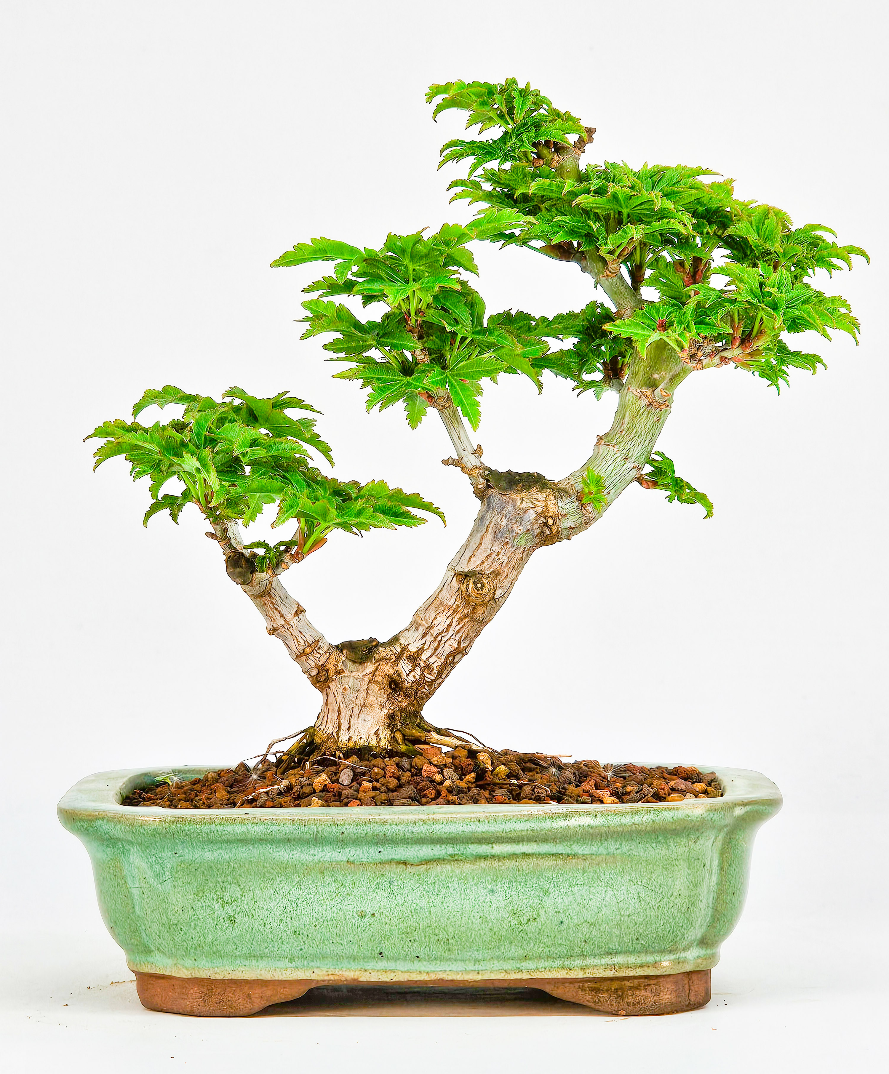 Bonsai Löwenkopfahorn- Acer palmatum Shishigashira Shohin 13cm