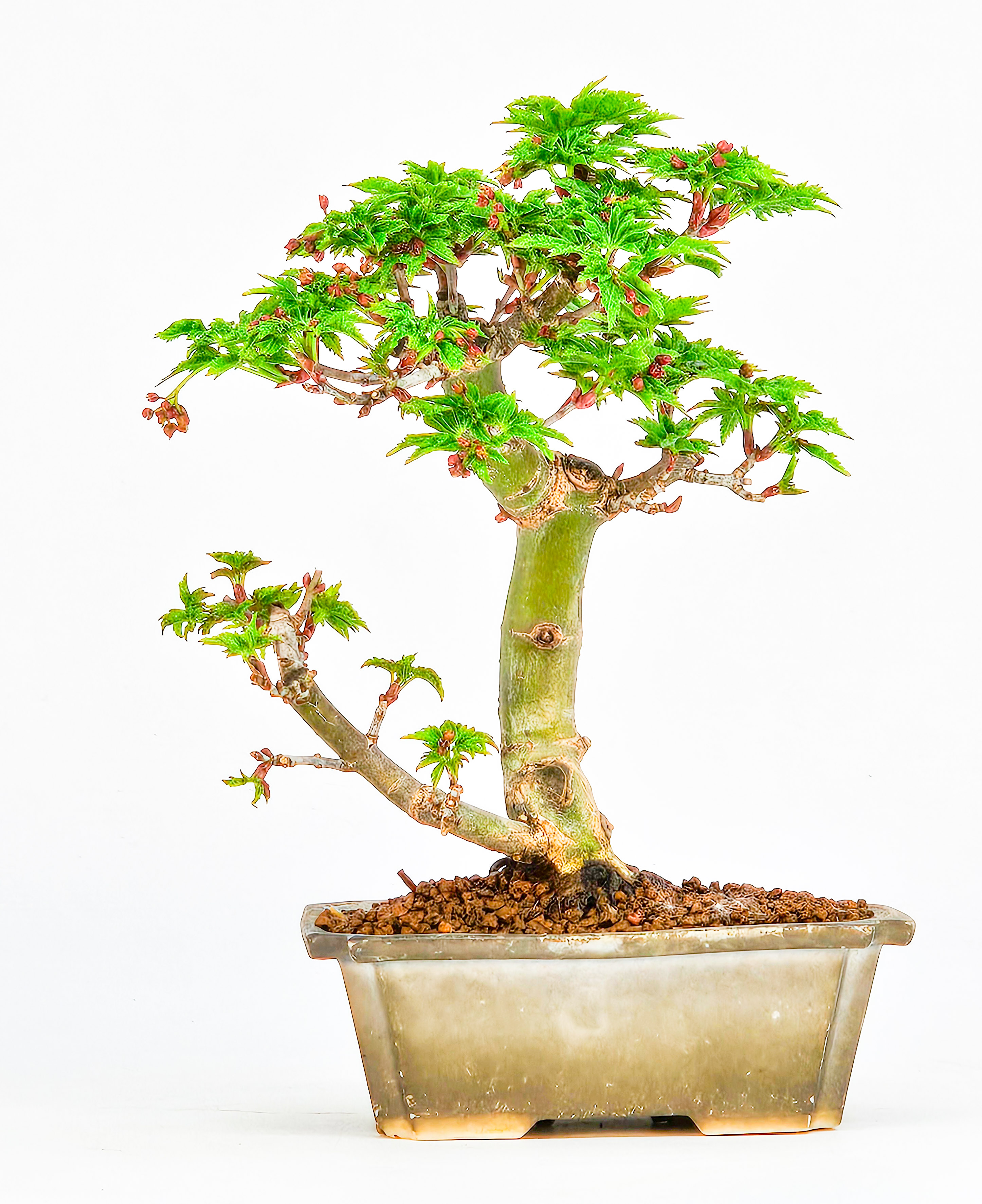 Bonsai Löwenkopfahorn- Acer palmatum Shishigashira Shohin 11cm