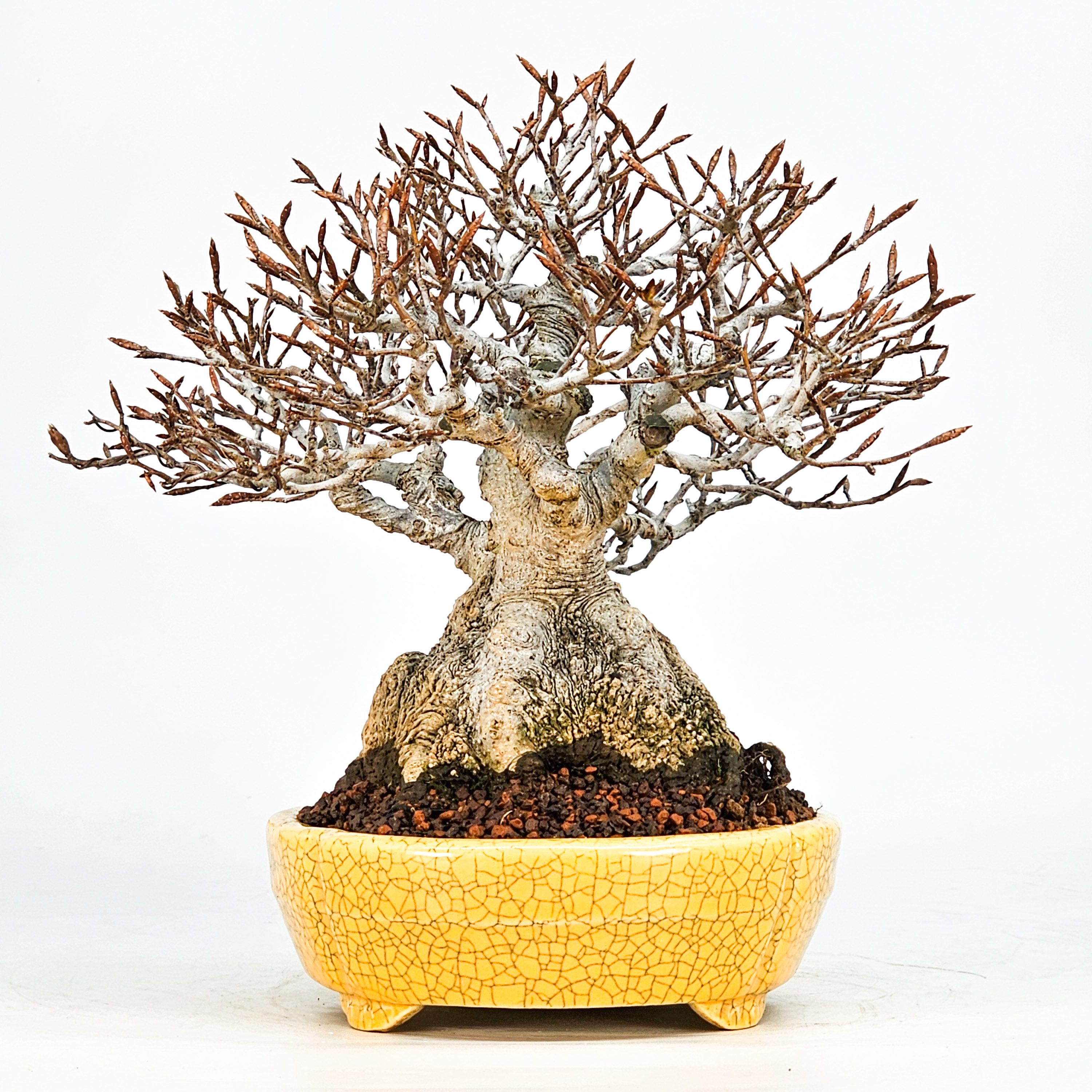 Bonsai Premium Kerbbuche Fagus Crenata 17,5 cm Video!!