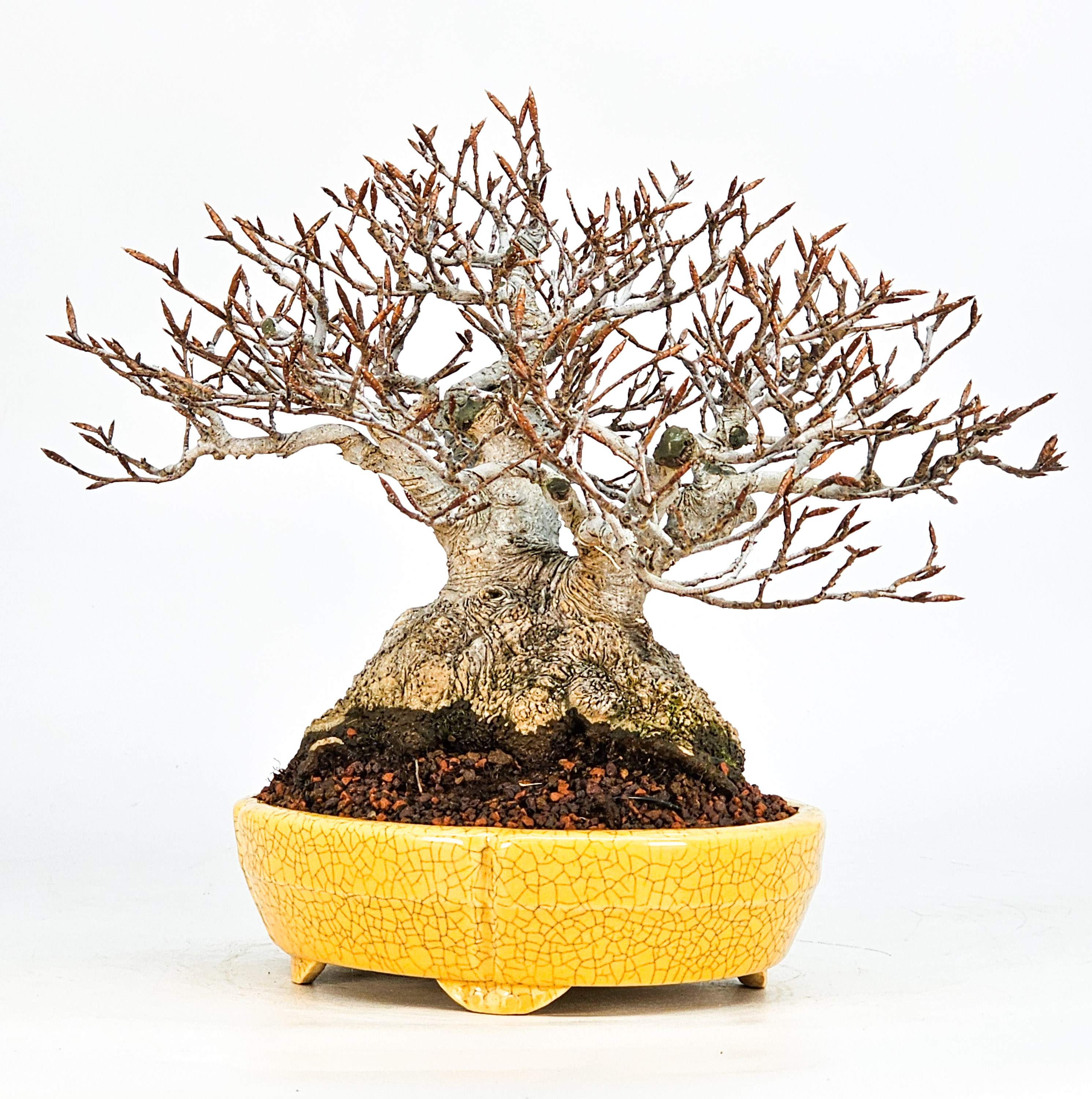 Bonsai Premium Kerbbuche Fagus Crenata 17,5 cm Video!!