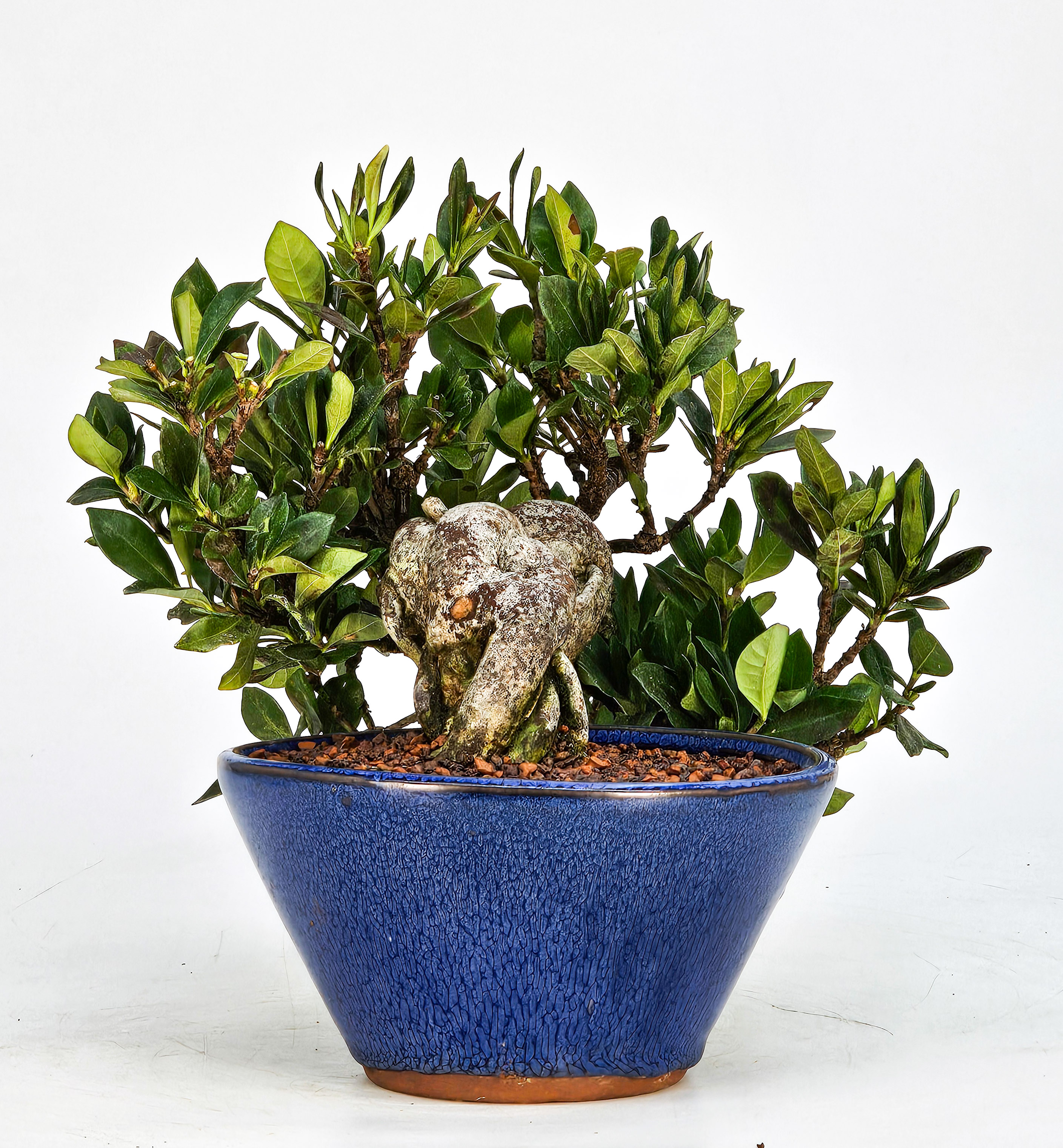 Bonsai Gardenia jasminoides Shohin 18cm