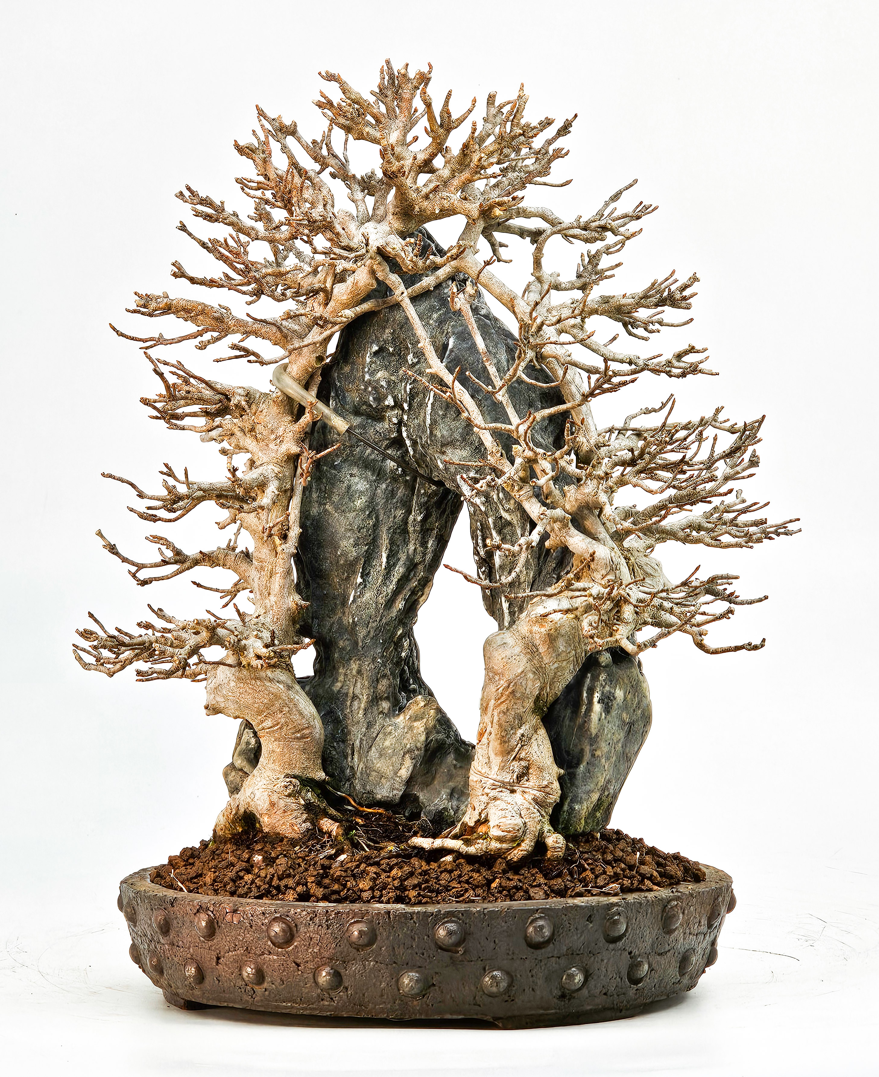 Bonsai Dreispitzahorn - Acer buergerianum Ishizuki 26,5cm - Video!!