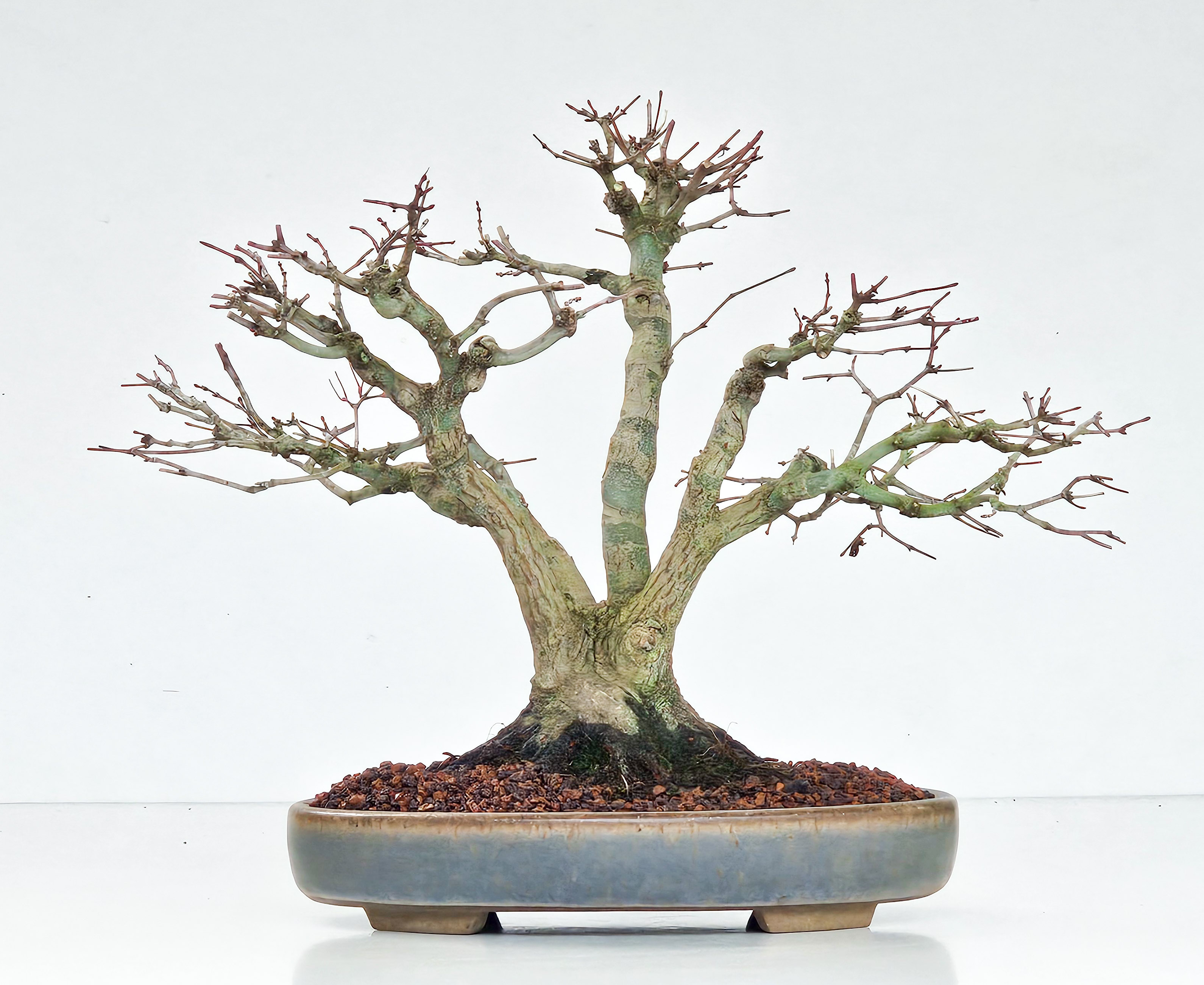 Bonsai Fächerahorn Acer Palmatum Yamamomiji Kabudachi 25cm - Video!!
