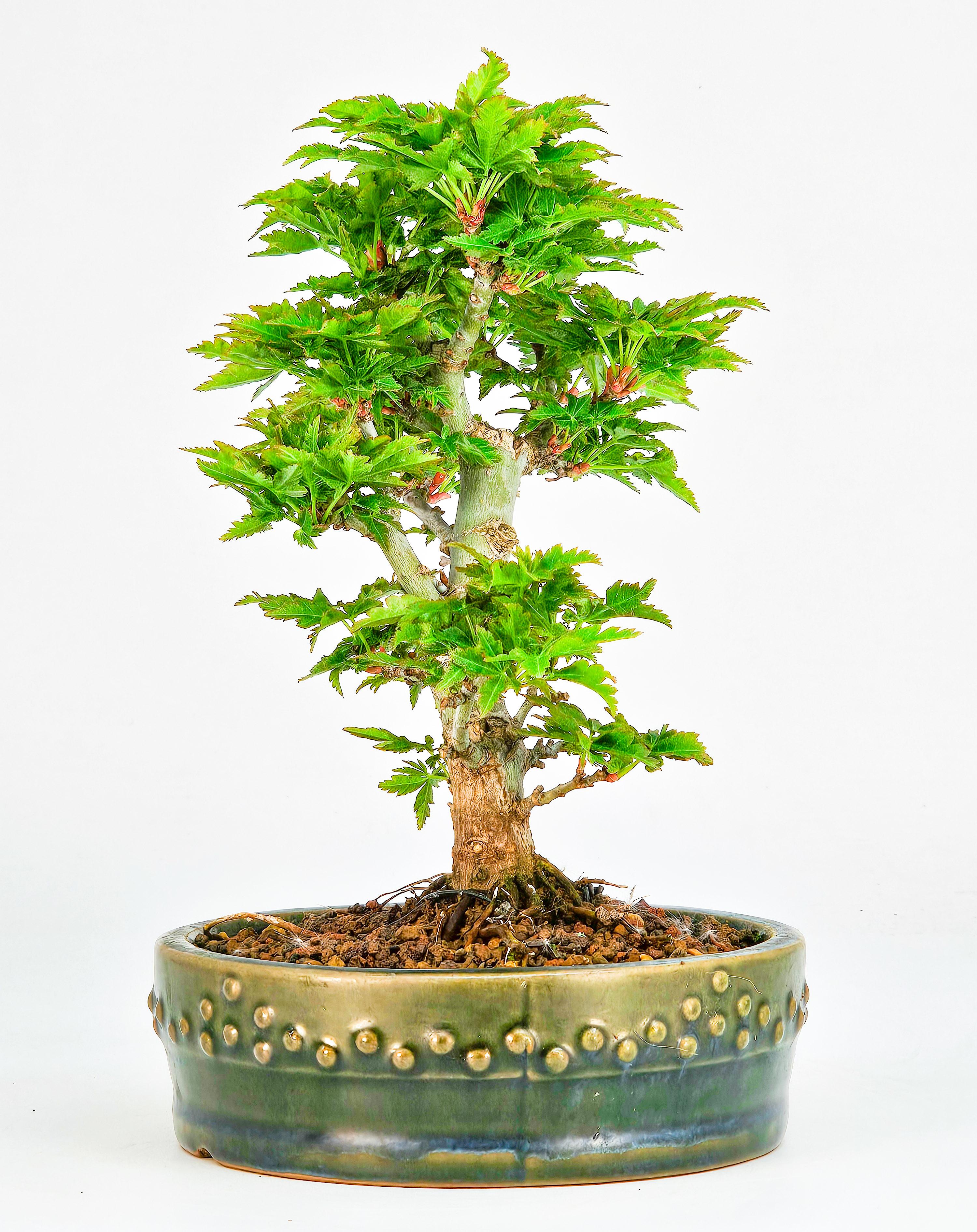Bonsai Löwenkopfahorn- Acer palmatum Shishigashira Shohin 14cm