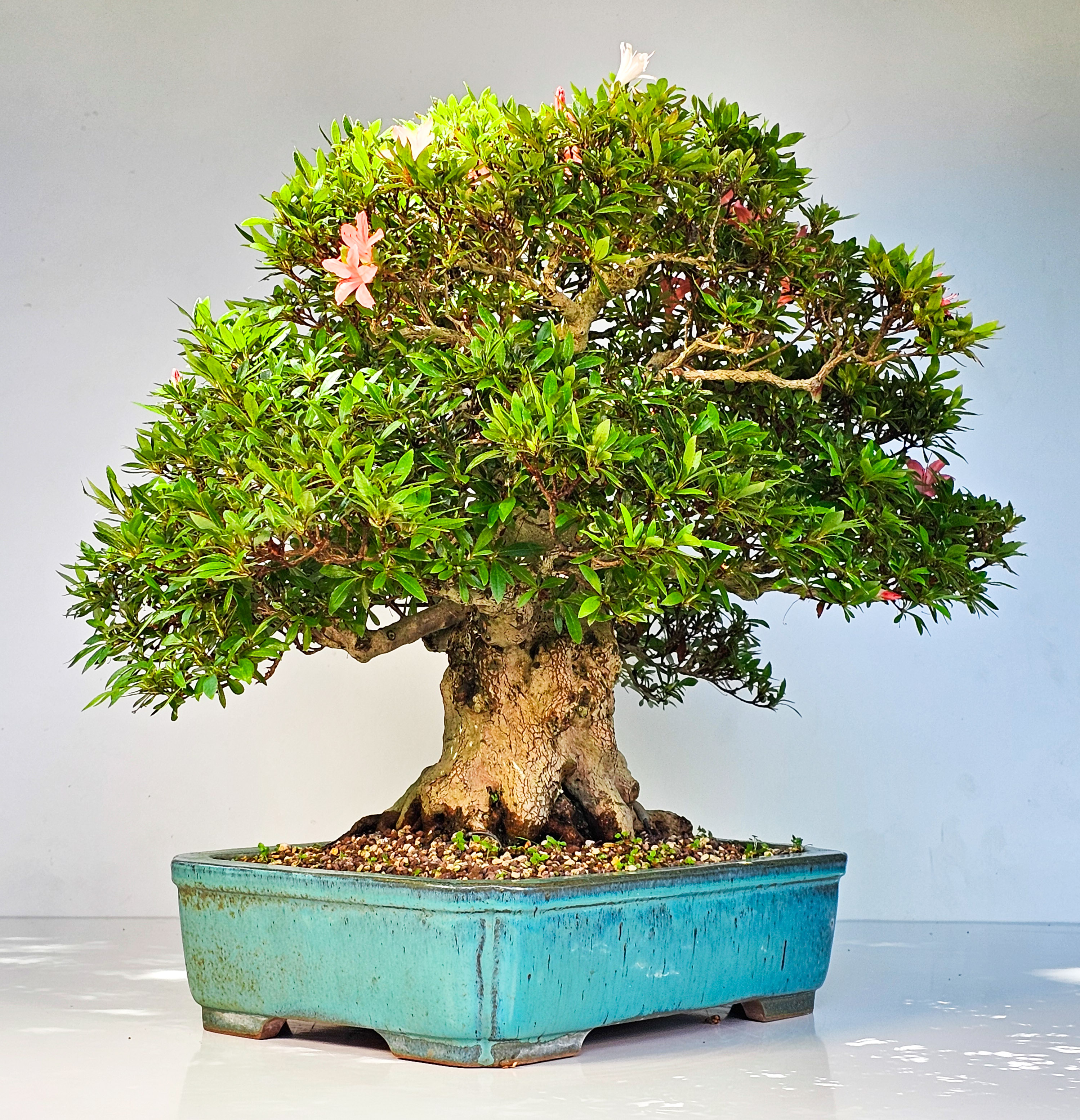 Bonsai Azalee Rhododendron indicum -Nissho no Hakari- 48cm