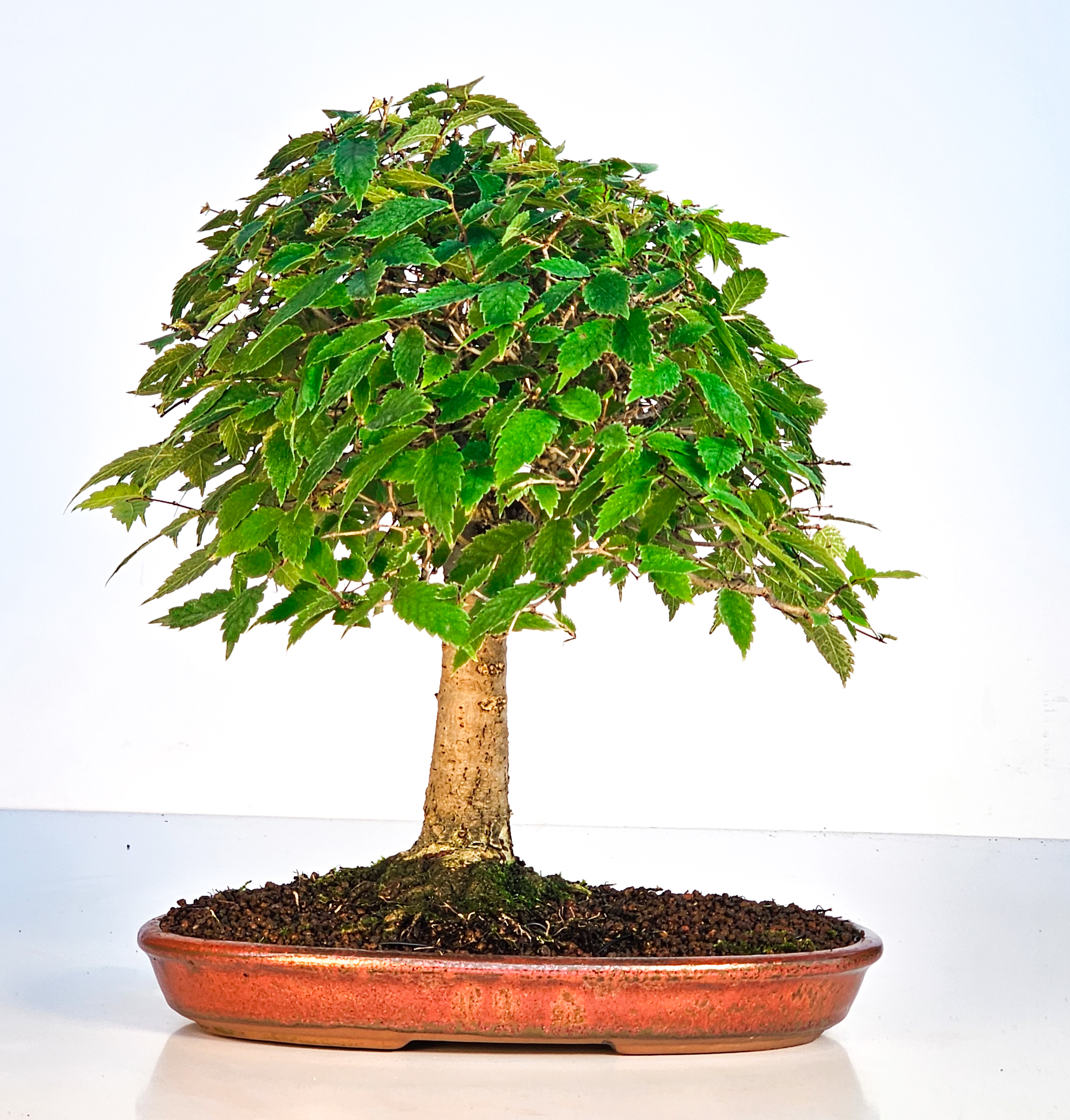 Bonsai Zelkova serrata 26cm - Video!