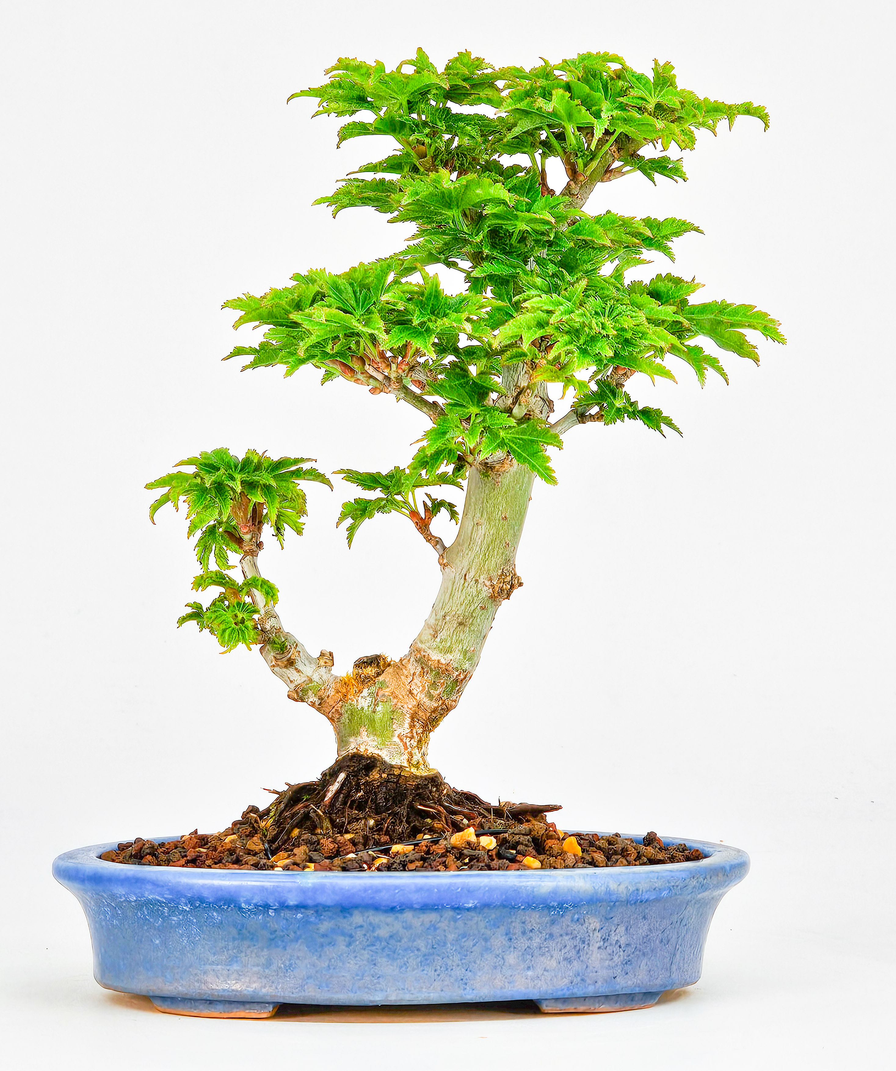 Bonsai Löwenkopfahorn- Acer palmatum Shishigashira Shohin 14cm
