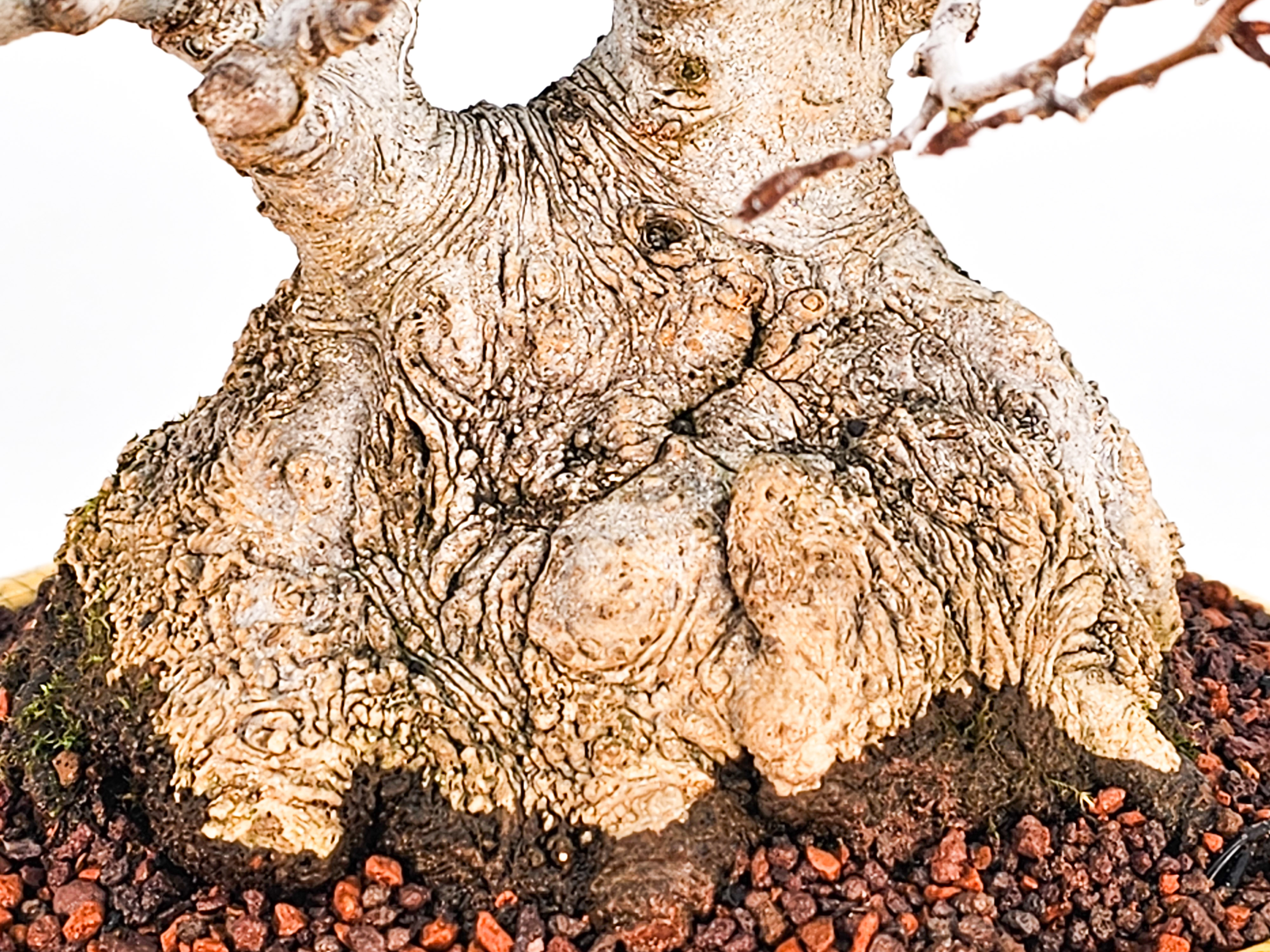 Bonsai Premium Kerbbuche Fagus Crenata 17,5 cm Video!!