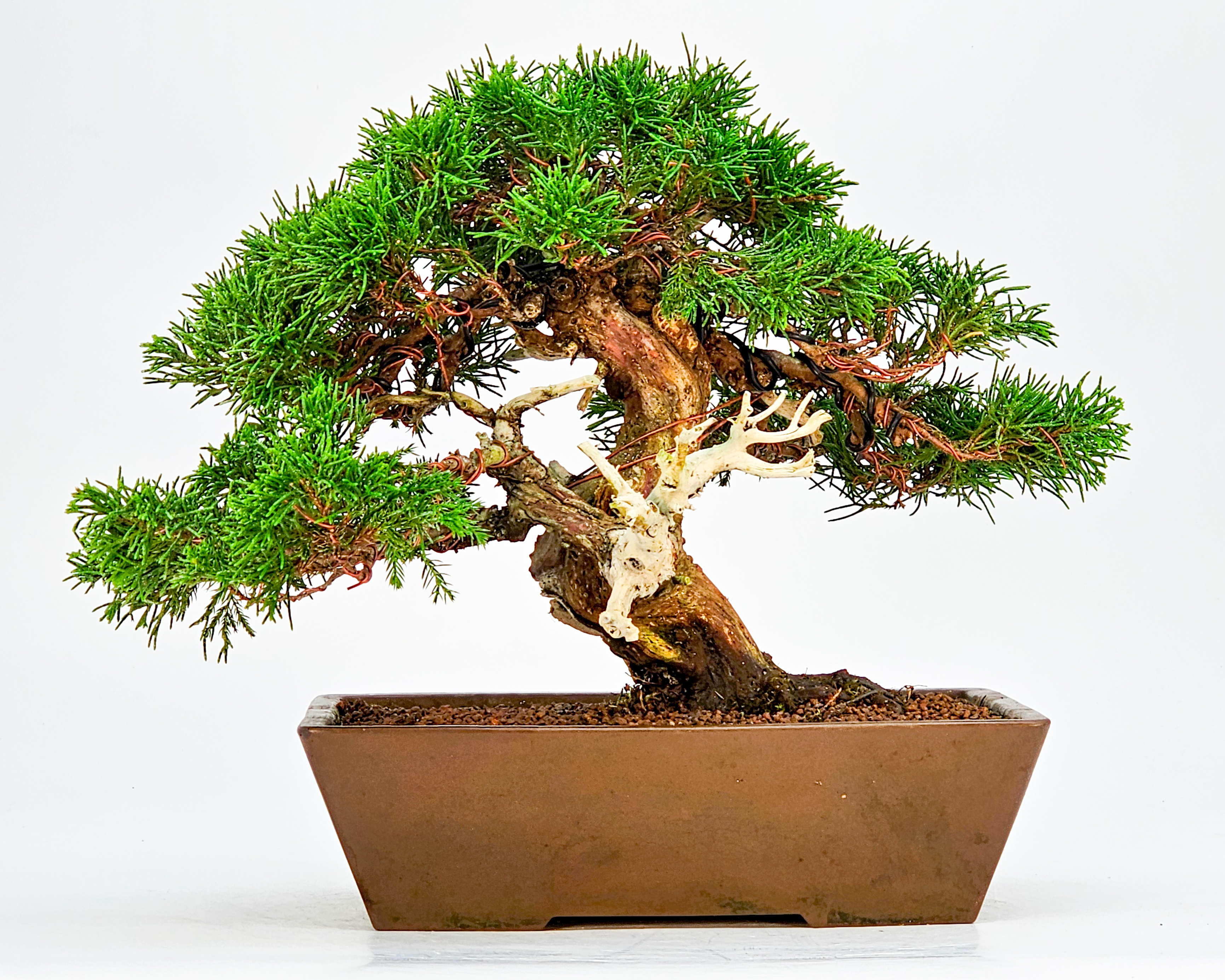Bonsai Wacholder Juniperus chinensis Shohin 21cm