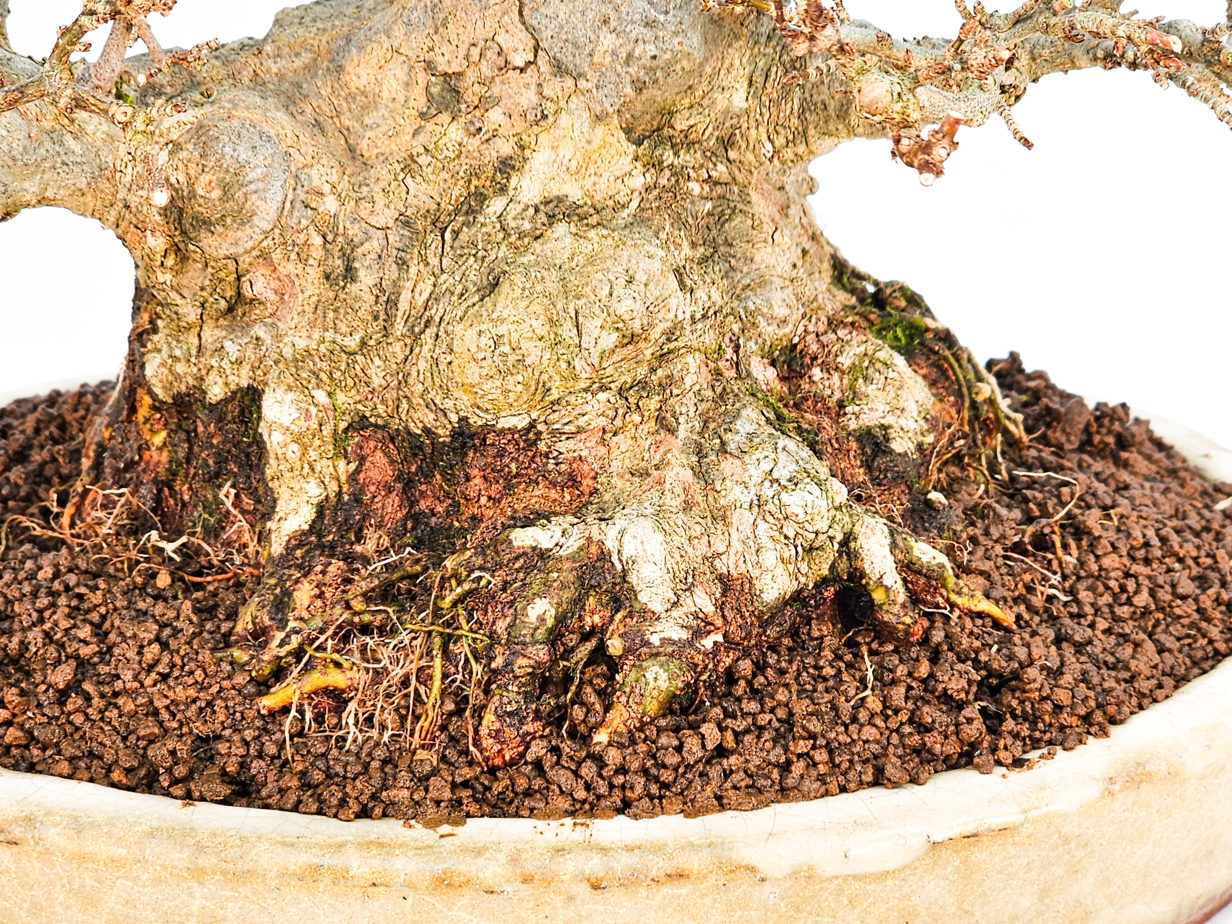 Bonsai Dreispitzahorn - Acer buergerianum 20cm Video!!