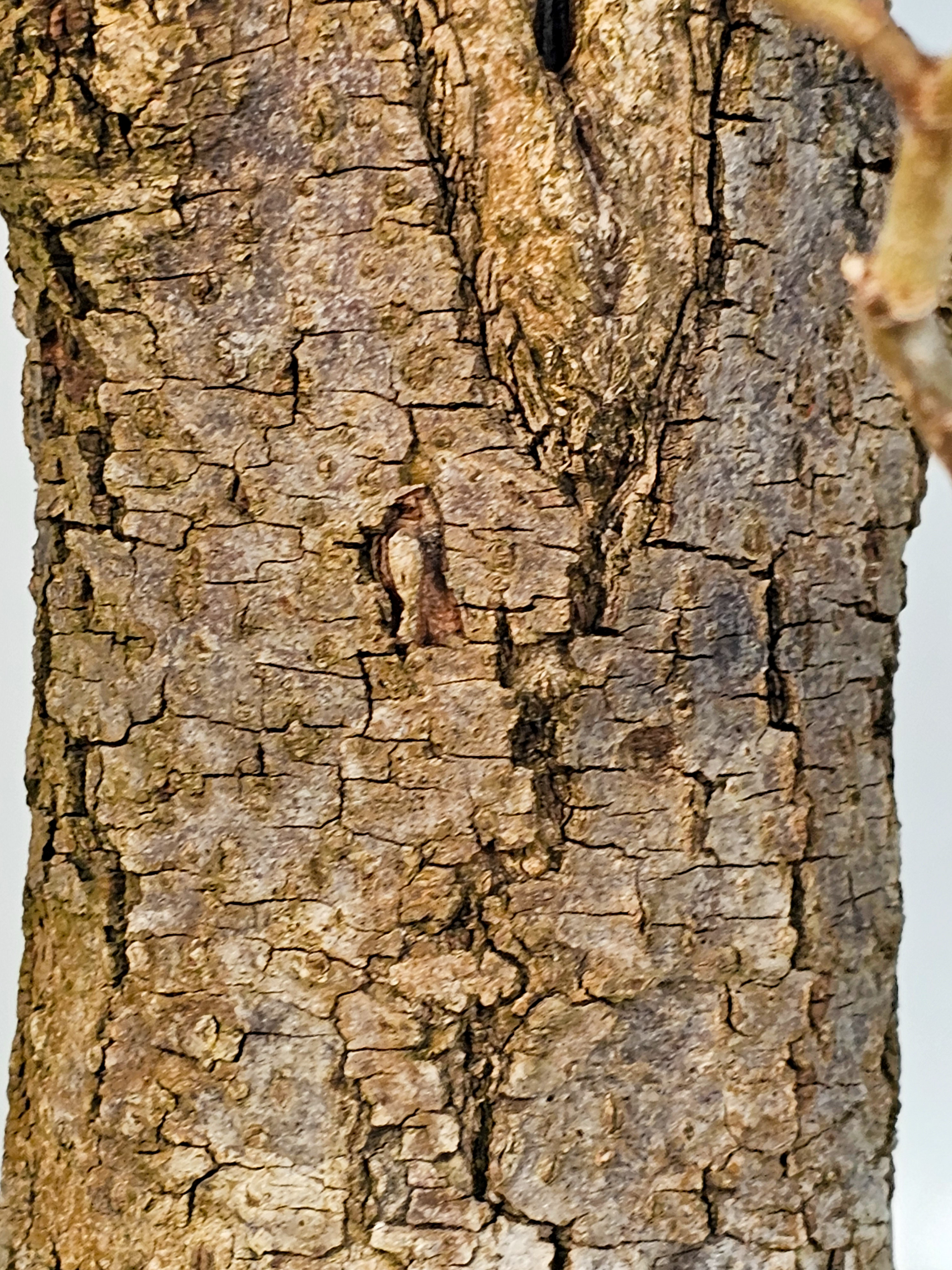 Bonsai Linde - Tilia  58cm