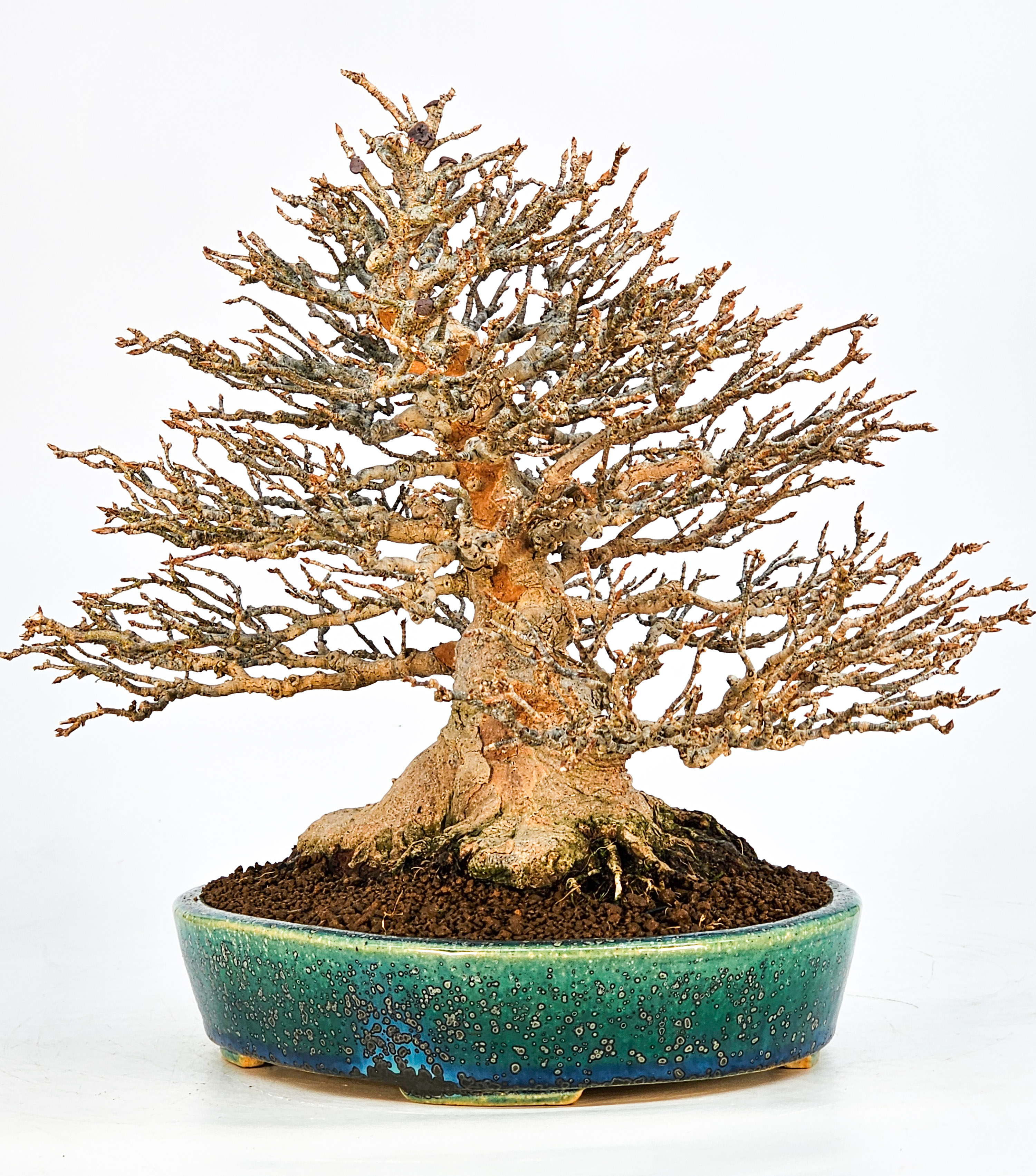 Bonsai Dreispitzahorn - Acer buergerianum 21cm