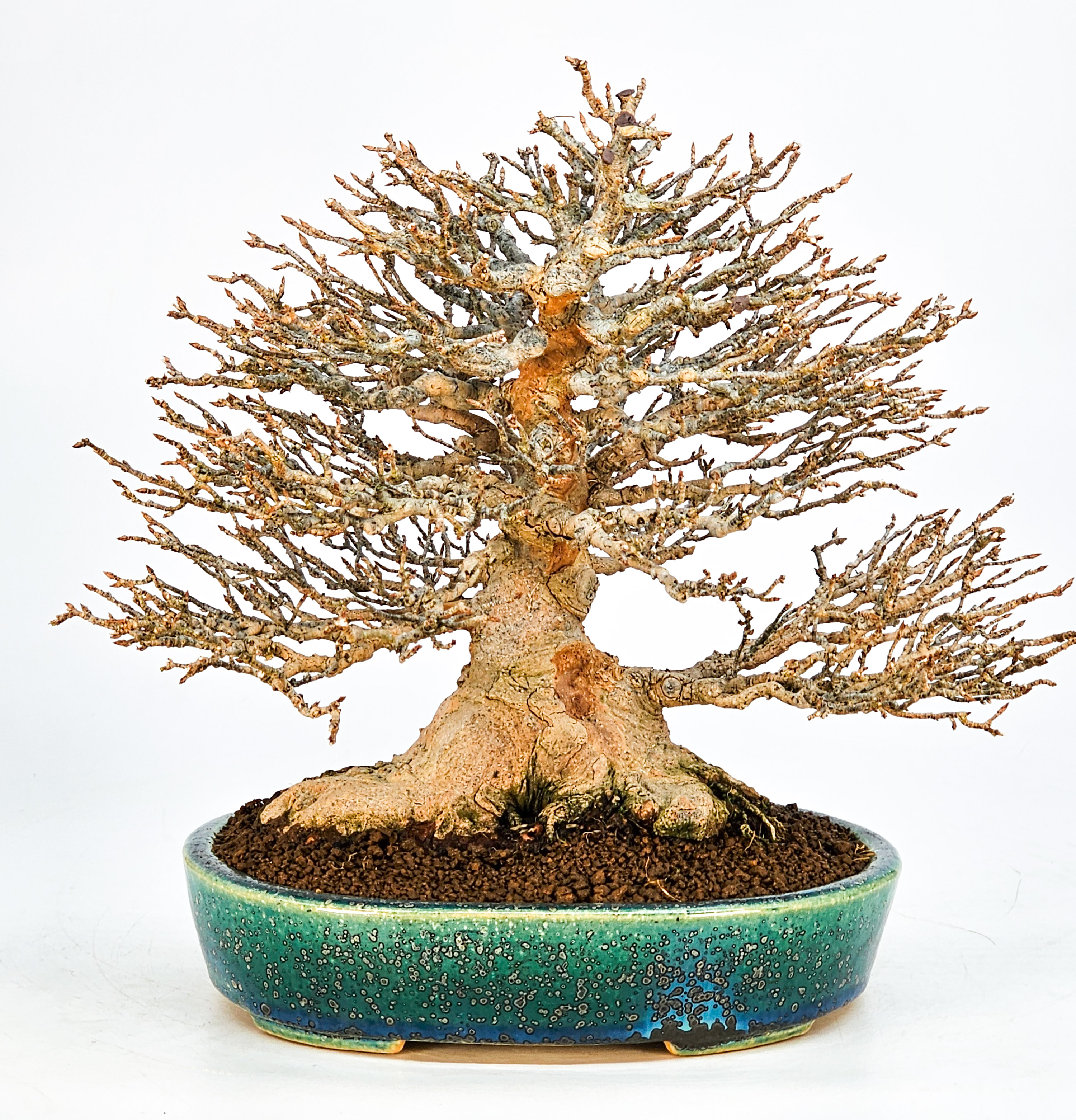 Bonsai Dreispitzahorn - Acer buergerianum 21cm