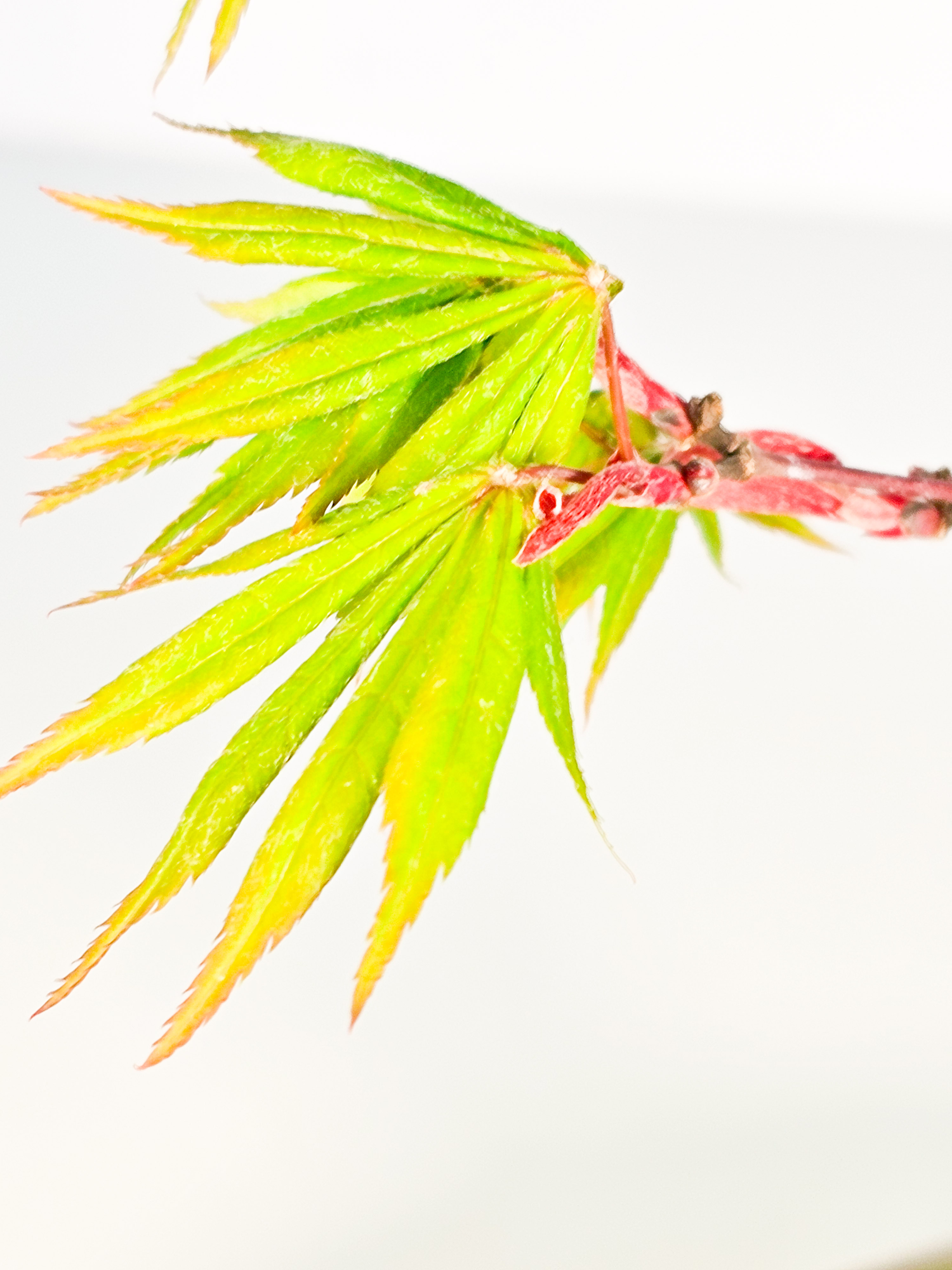 Bonsai Fächerahorn - Acer palmatum Osakazuki 48cm