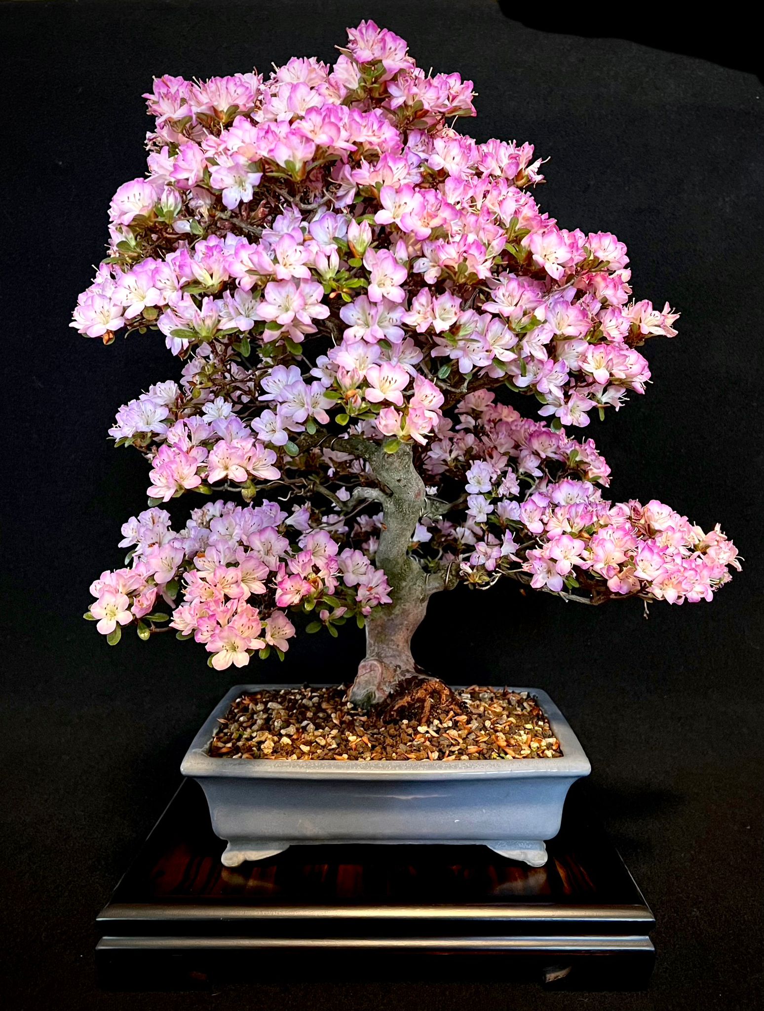 Bonsai Azalee Rhododendron indicum -Miyamamangetsu- 47cm
