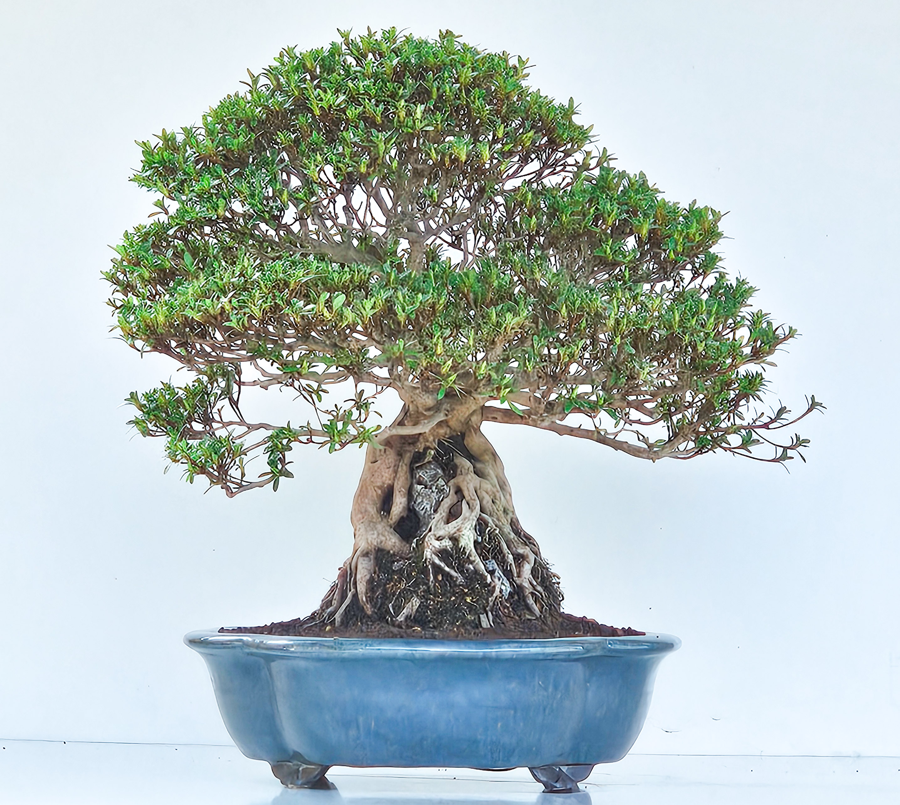 Bonsai Azalee Rhododendron indicum Ishizuki - Kozan - 39cm Video!!