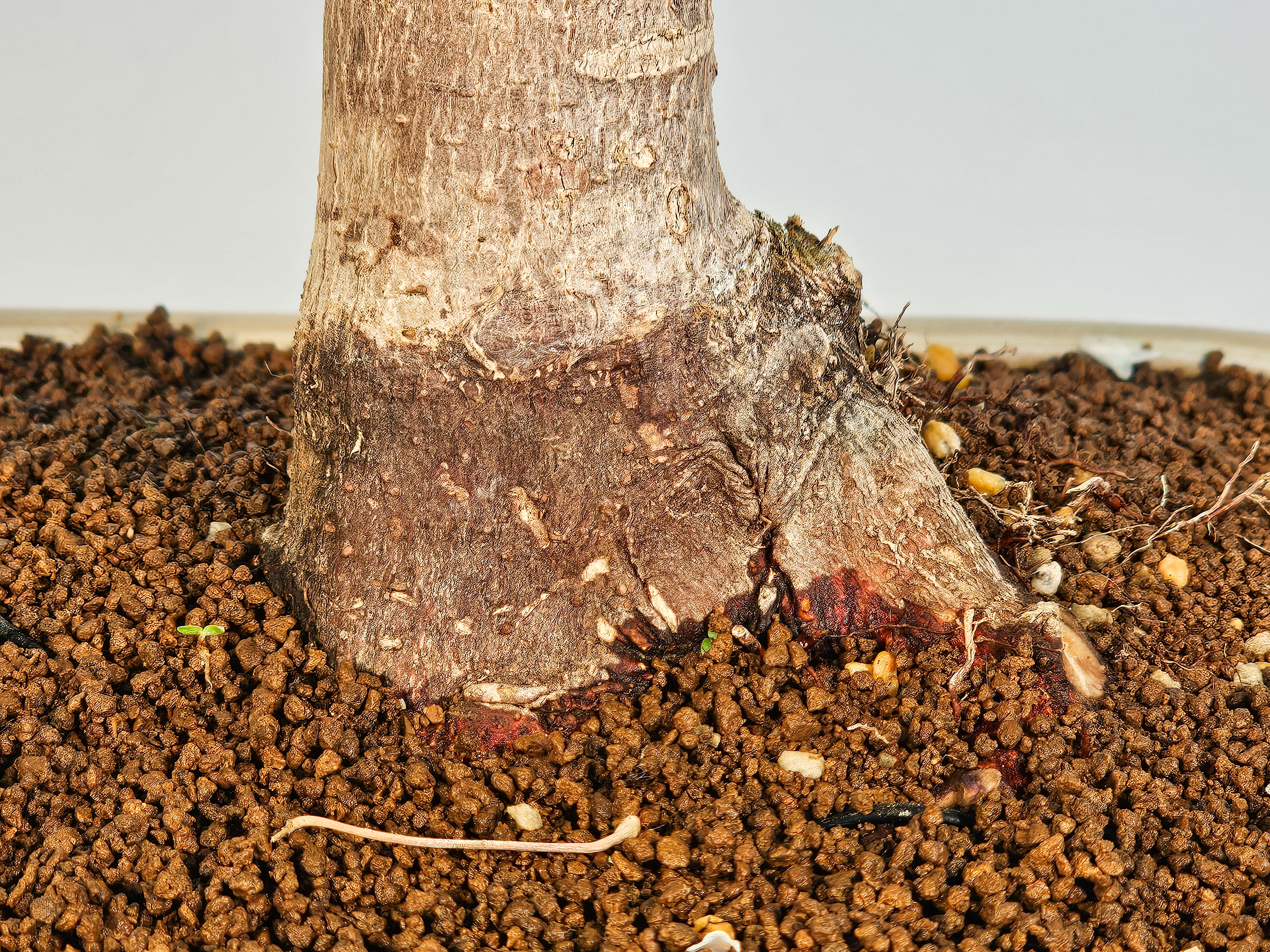 Bonsai Fächerahorn - Acer palmatum Osakazuki 48cm