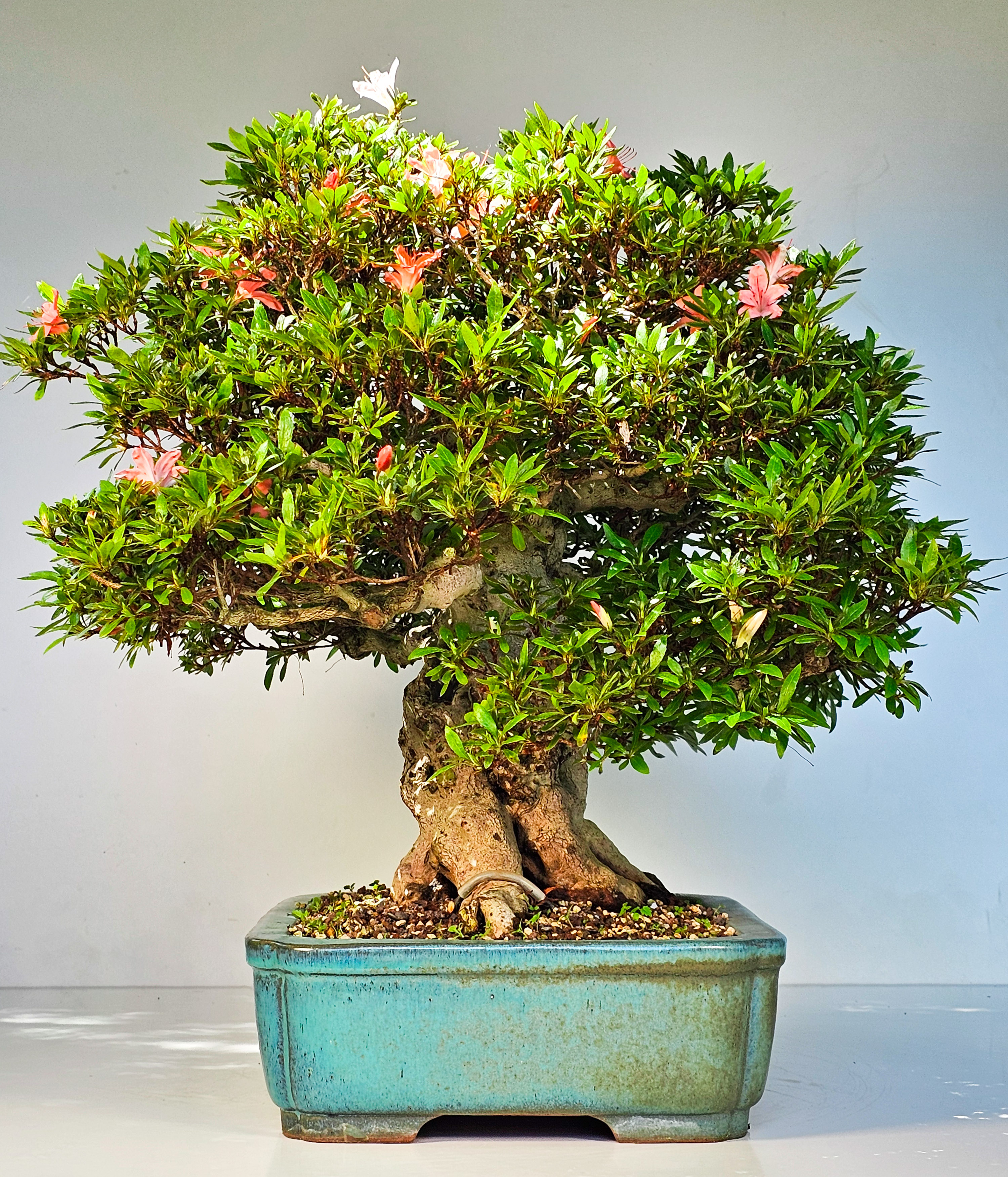 Bonsai Azalee Rhododendron indicum -Nissho no Hakari- 48cm