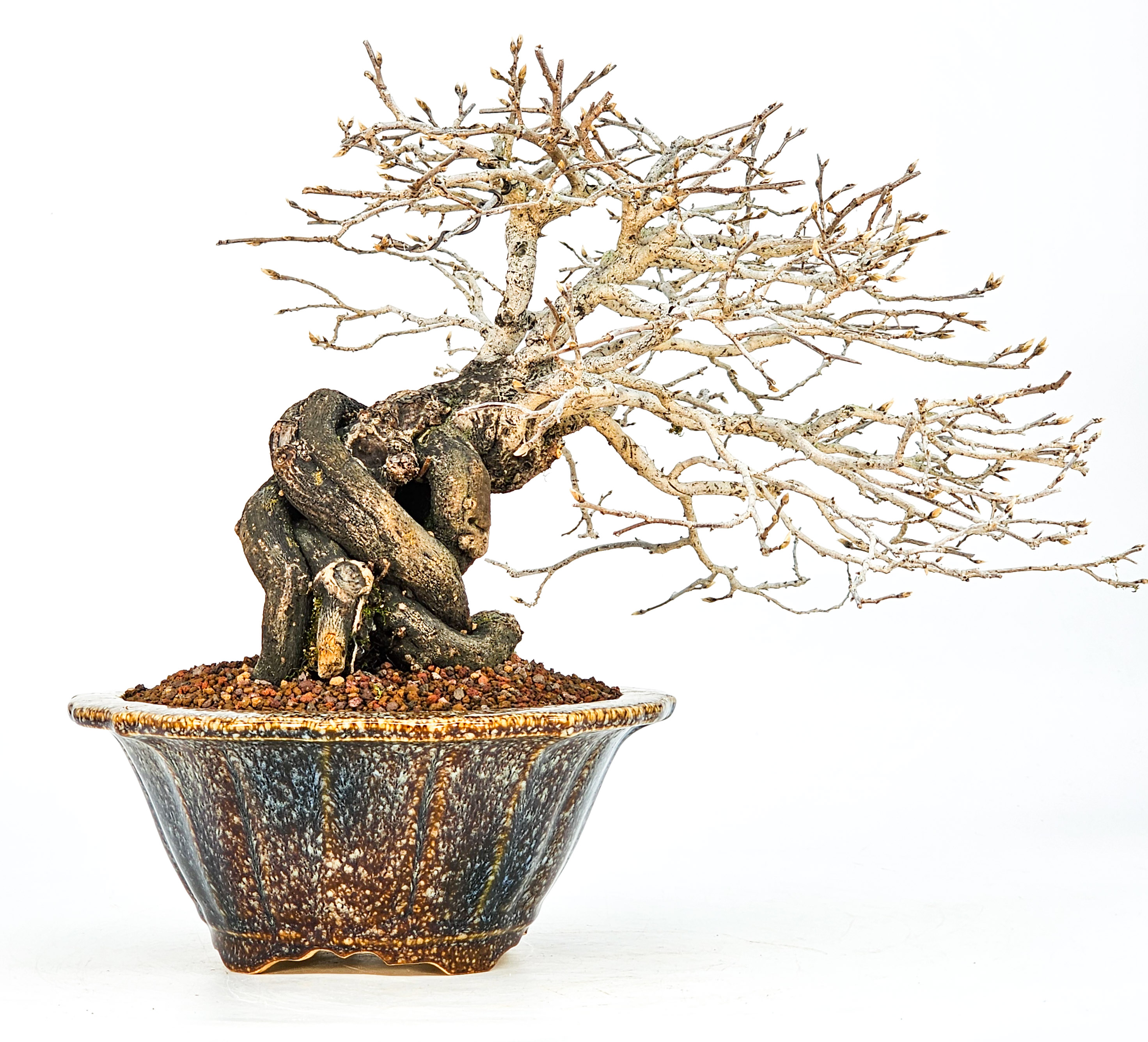 Bonsai Diospyros kaki Kakipflaume 23,5cm - Video!!