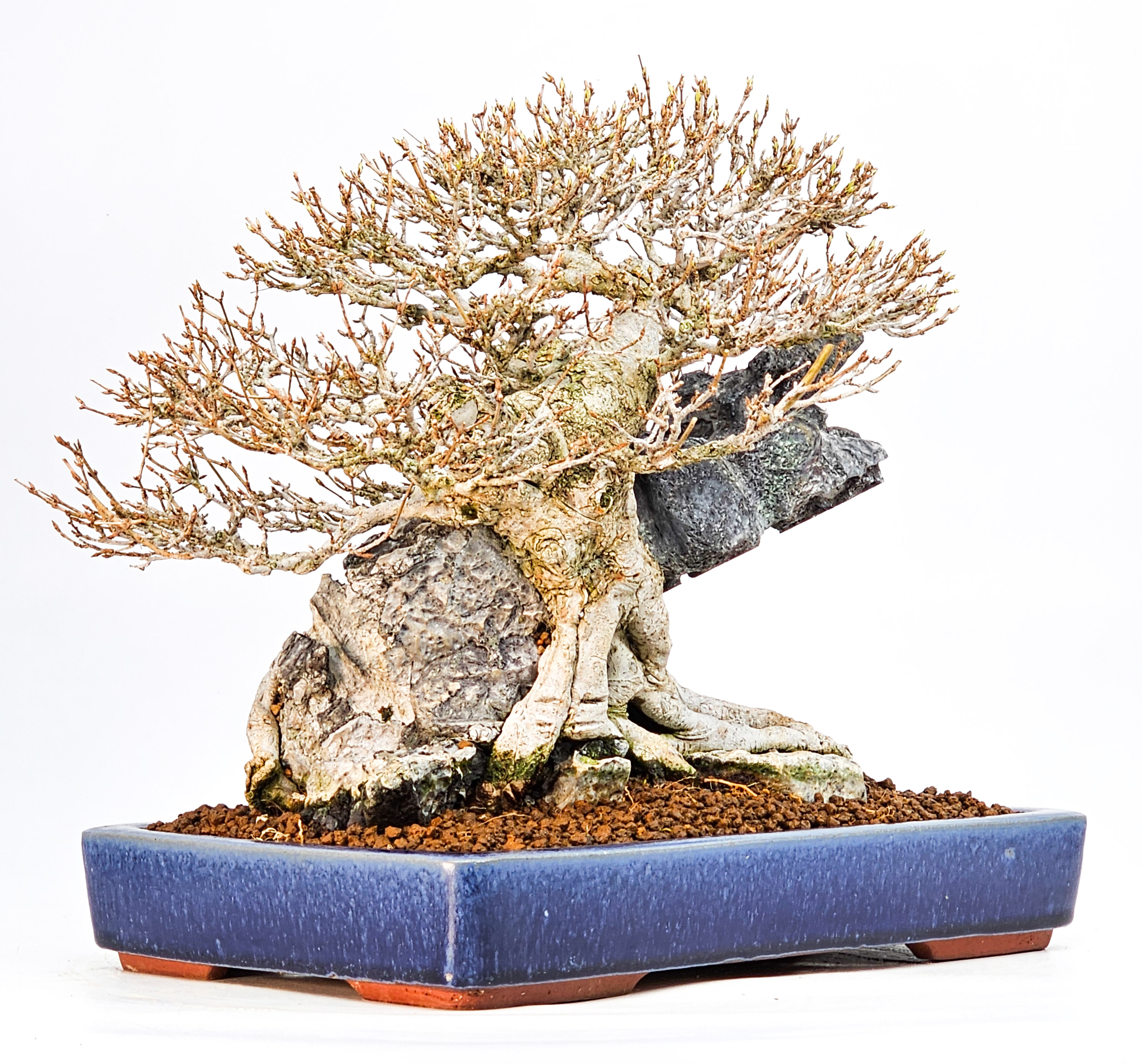 Bonsai Dreispitzahorn - Acer buergerianum Ishizuki 25cm Video!!