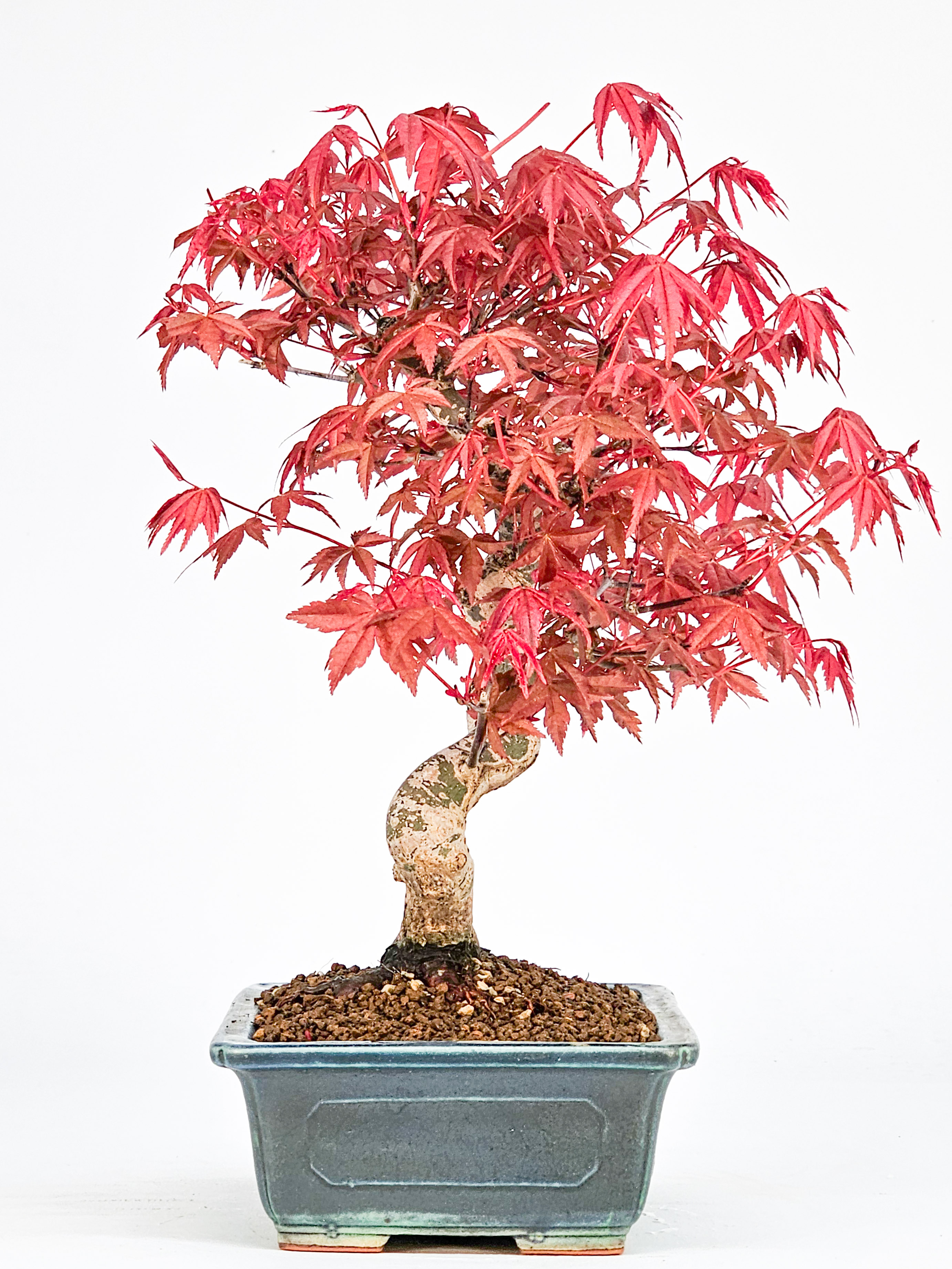 Bonsai Fächerahorn Acer palmatum Deshojo Shohin 21cm