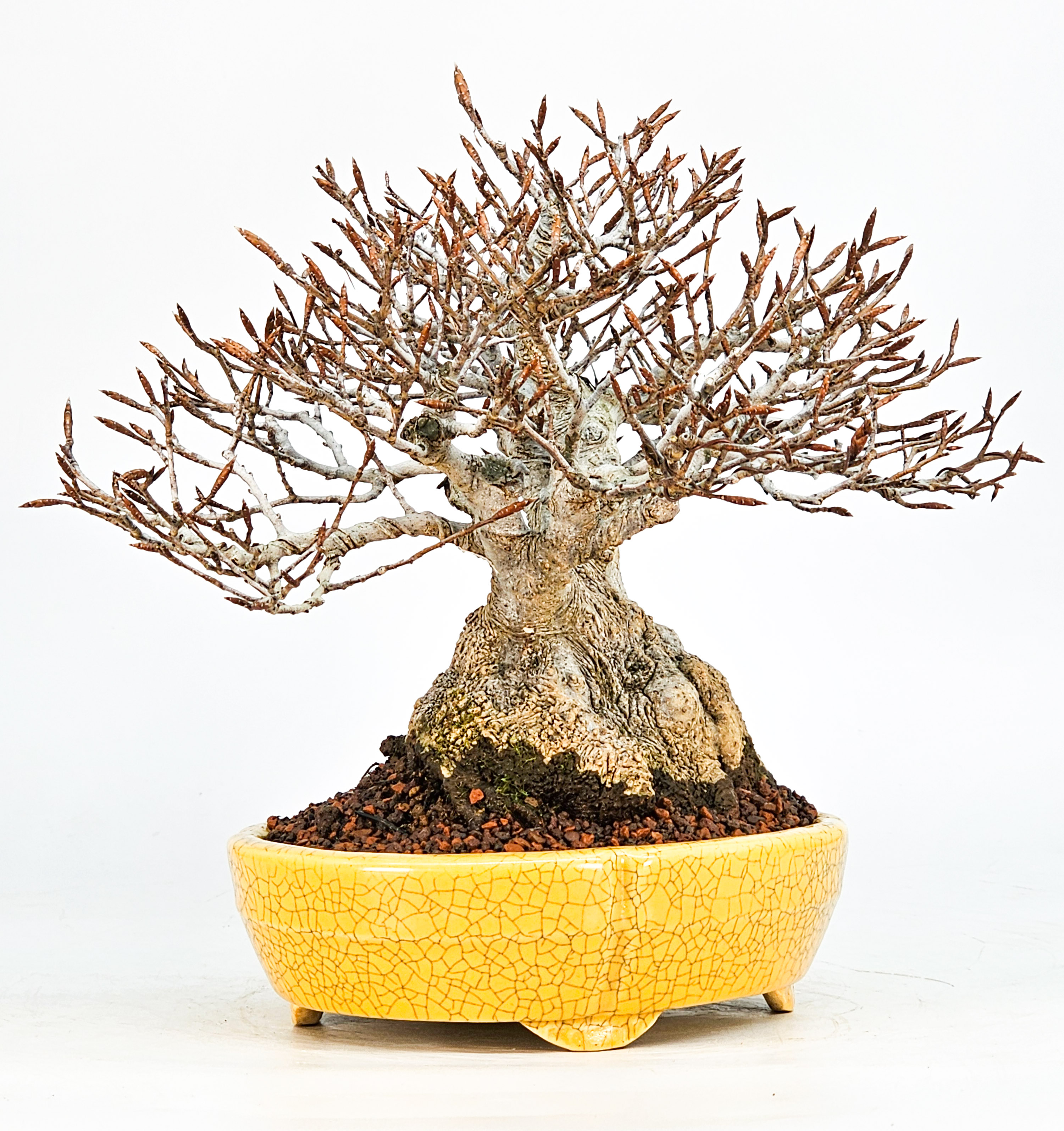 Bonsai Premium Kerbbuche Fagus Crenata 17,5 cm Video!!