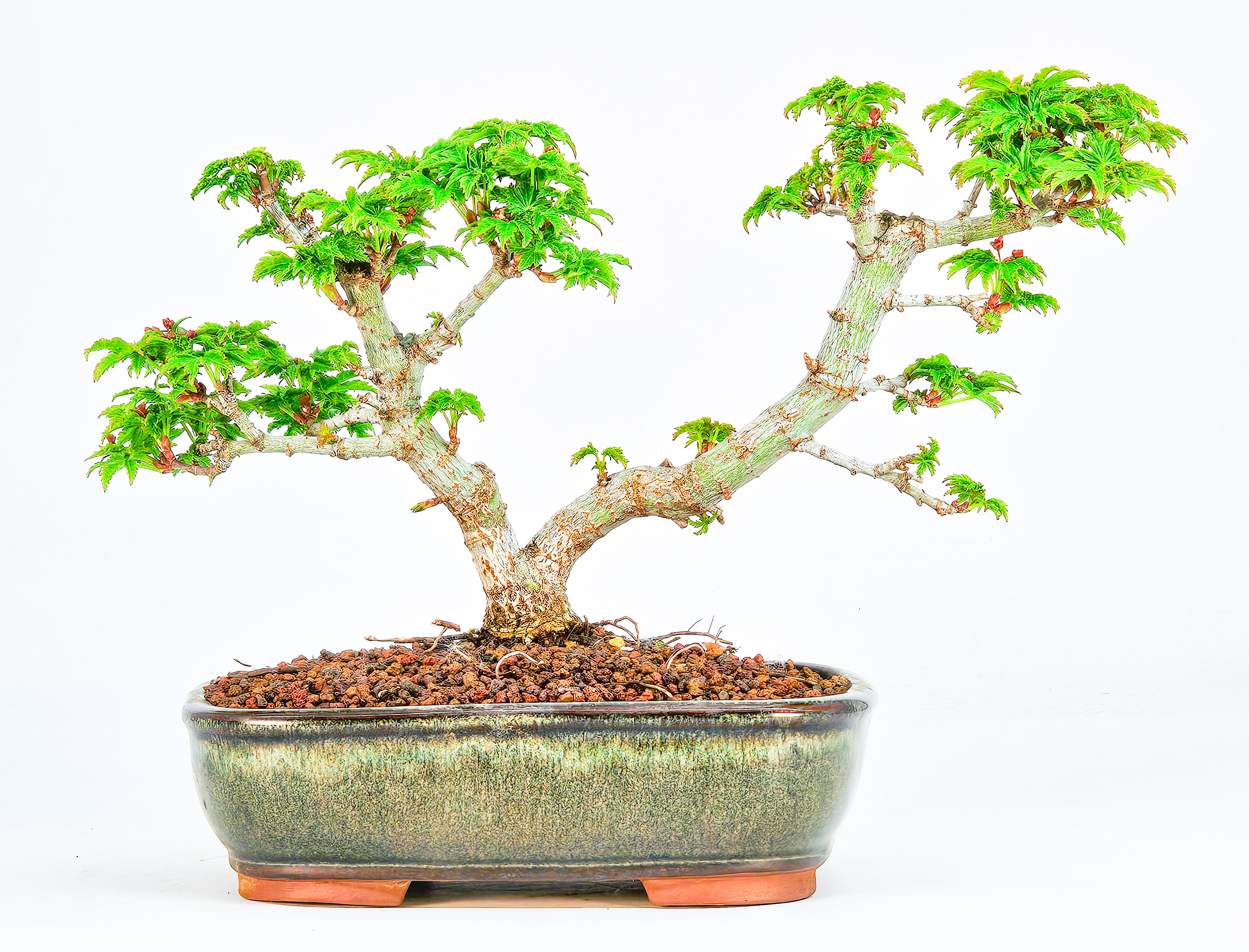 Bonsai Löwenkopfahorn- Acer palmatum Shishigashira Shohin 13cm