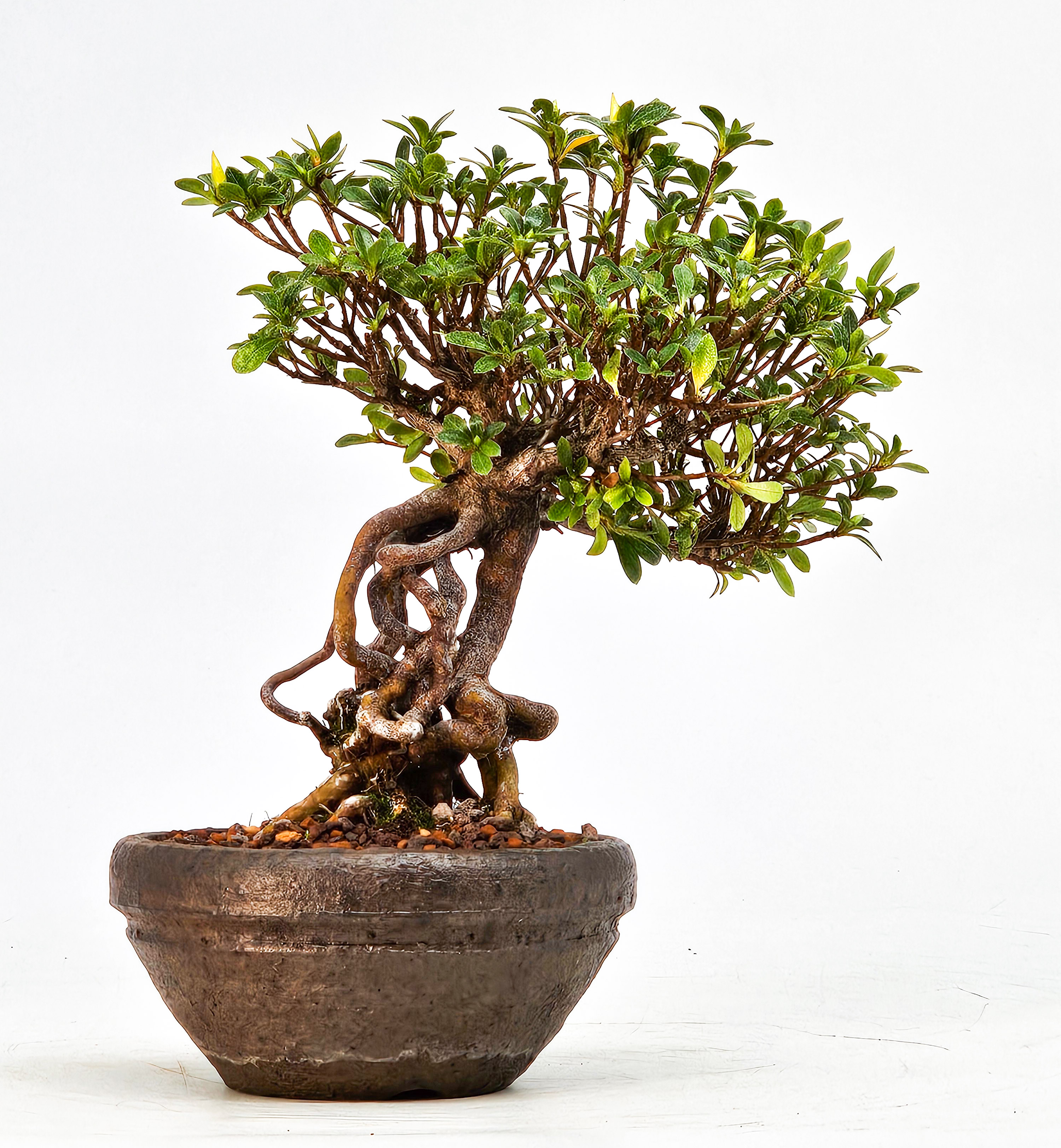 Bonsai Azalee Rhododendron indicum - Akemi-no-tsuki - Shohin 15,5cm