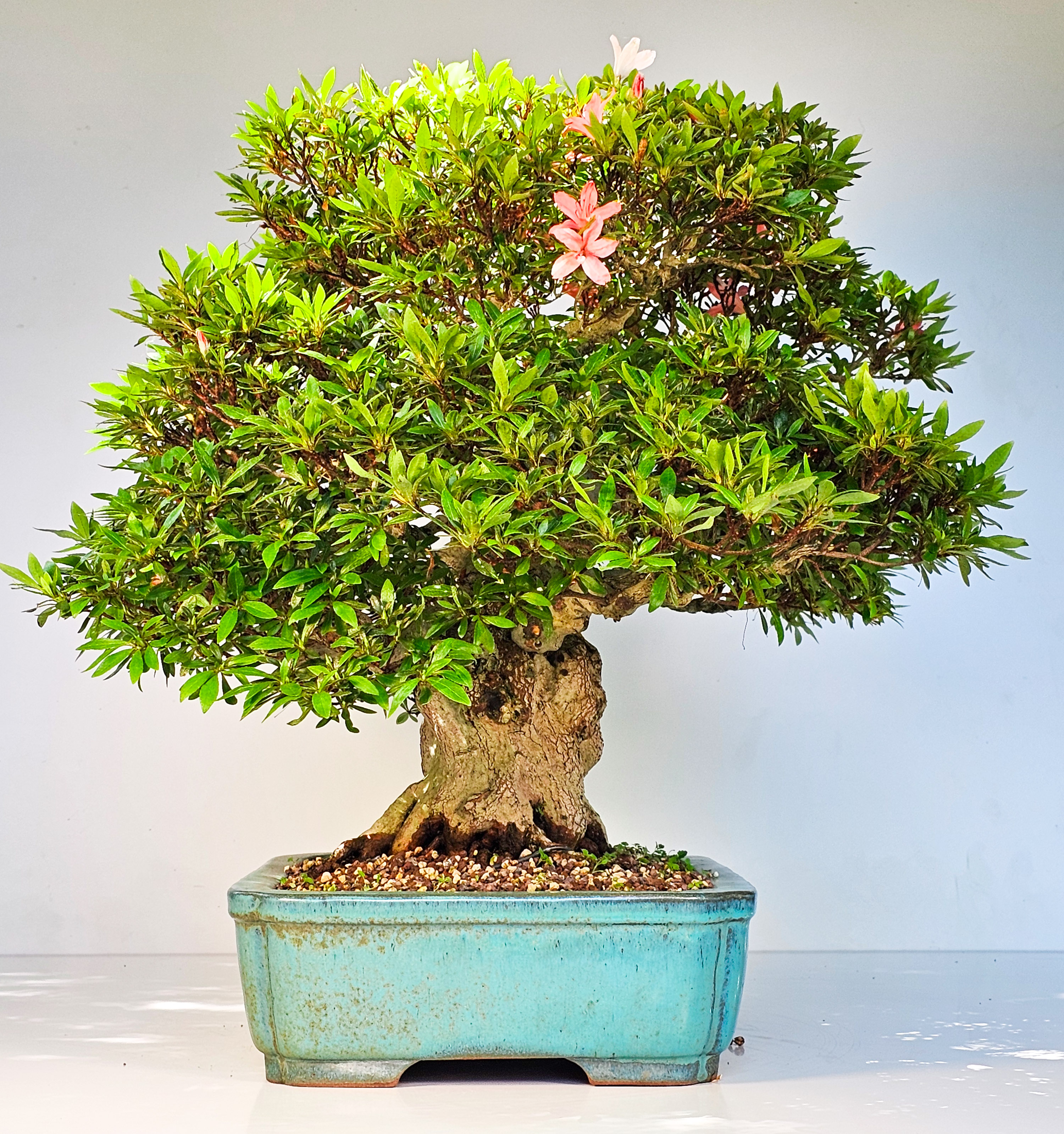 Bonsai Azalee Rhododendron indicum -Nissho no Hakari- 48cm