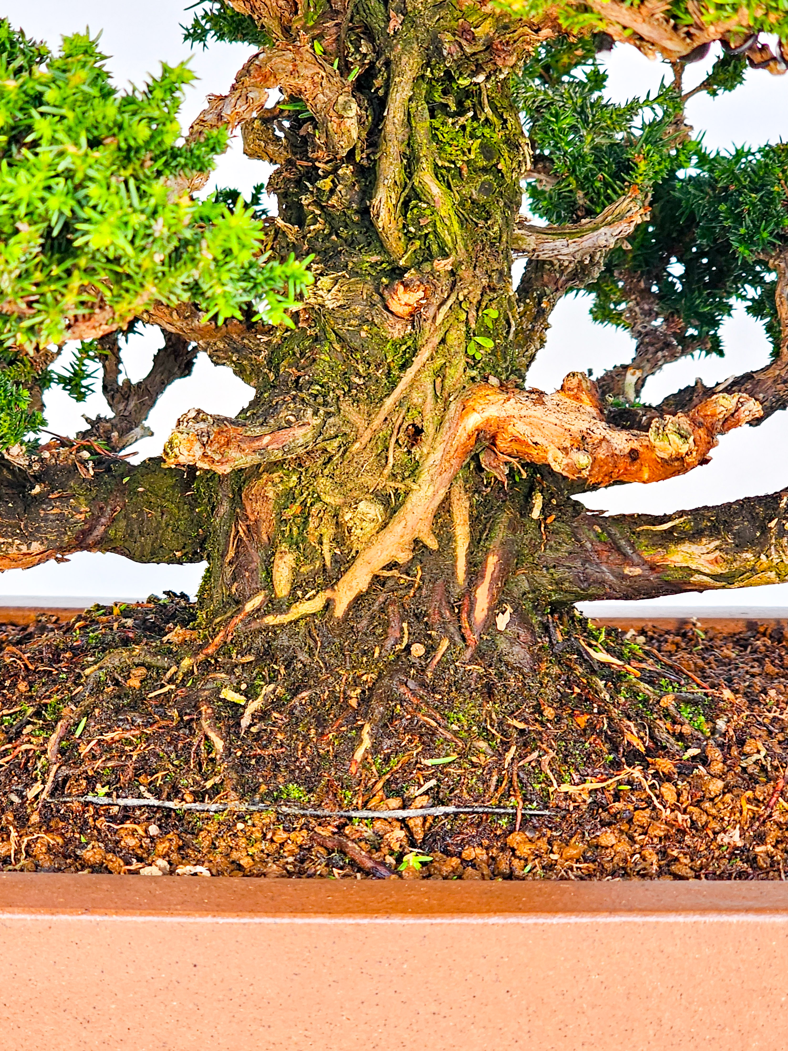 Bonsai Sicheltanne Cryptomeria Japonica 33cm