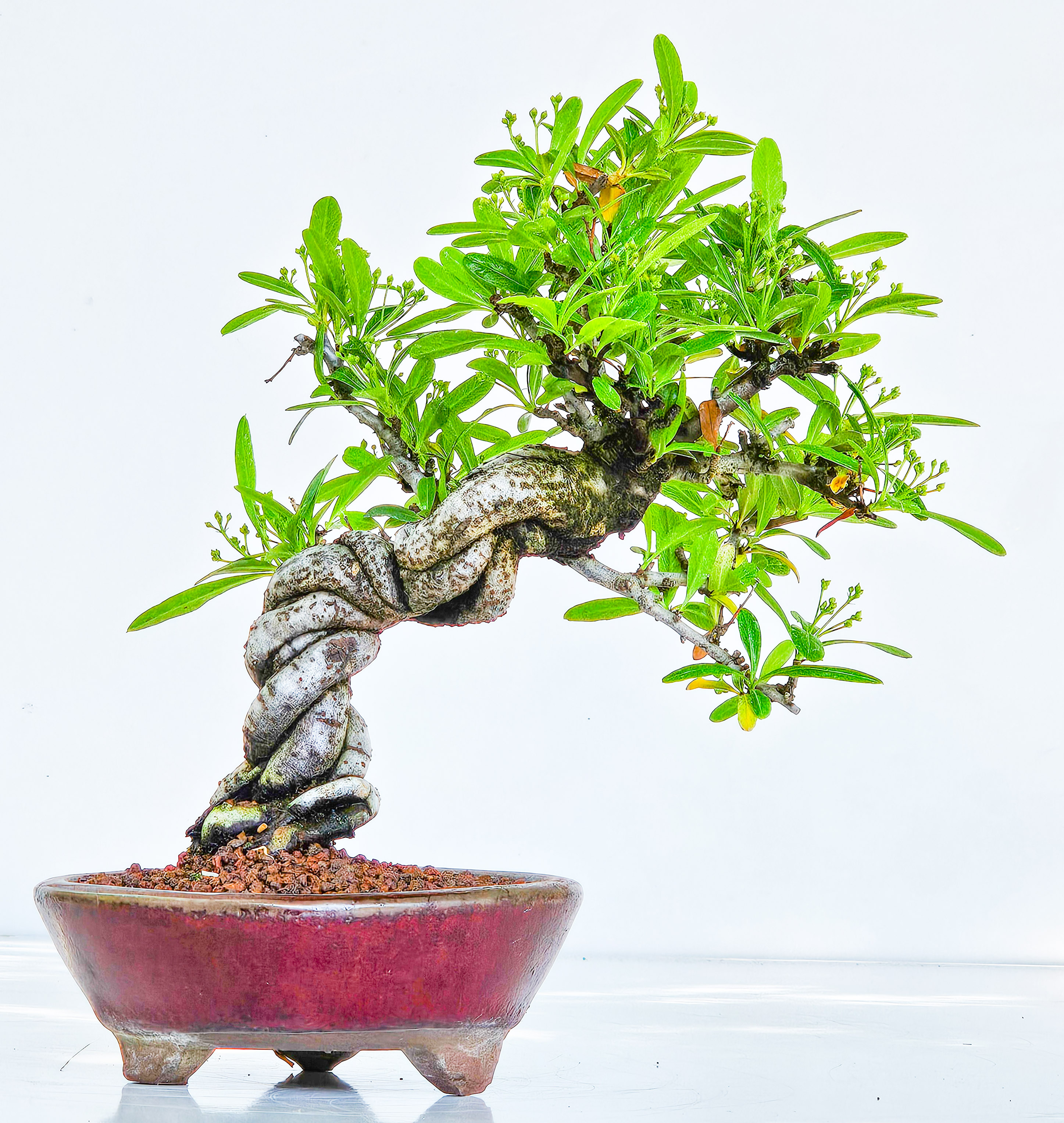 Bonsai Pyracantha - Feuerdorn Shohin 17cm