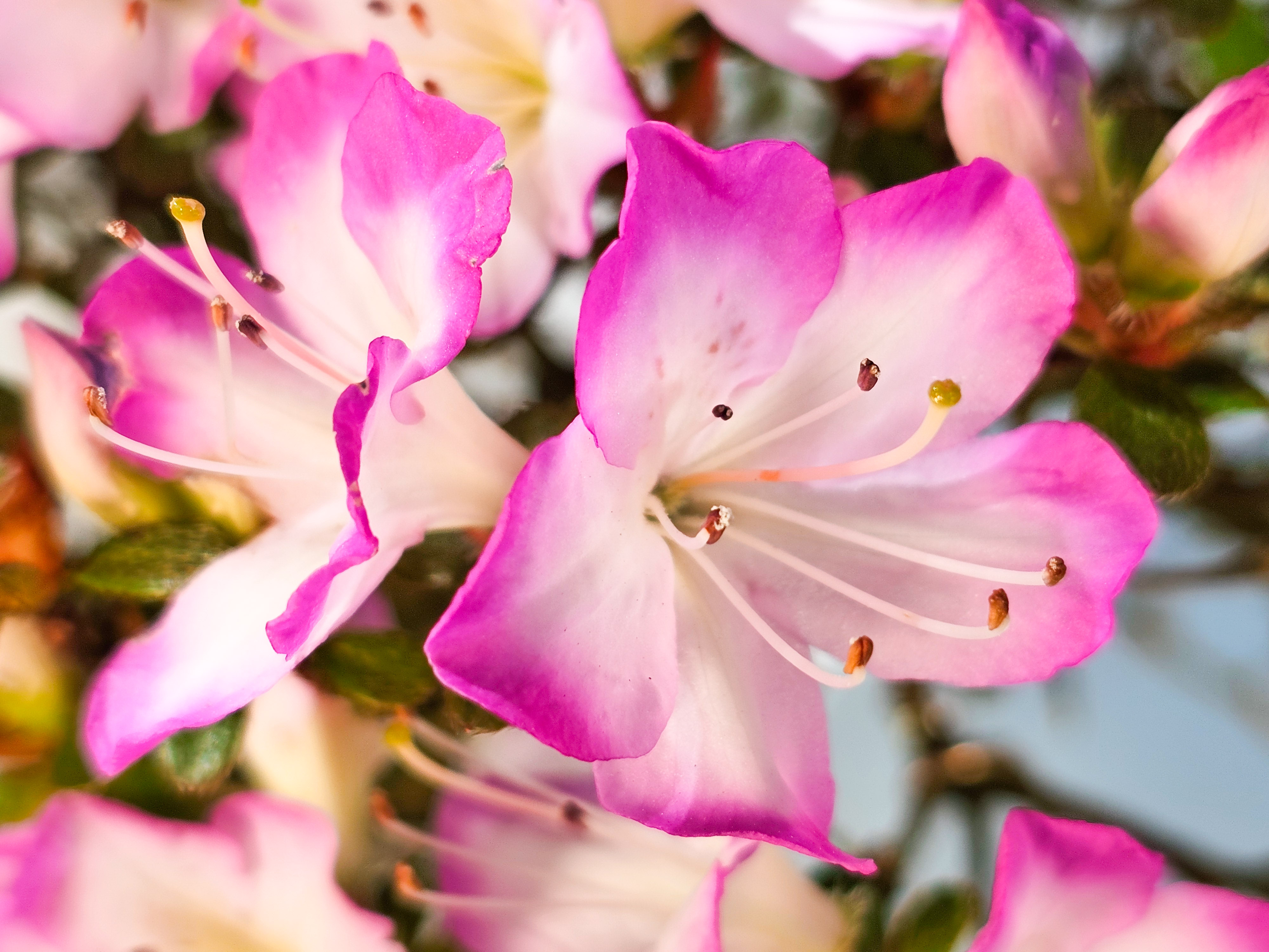 Bonsai Azalee Rhododendron indicum -Miyamamangetsu- 47cm