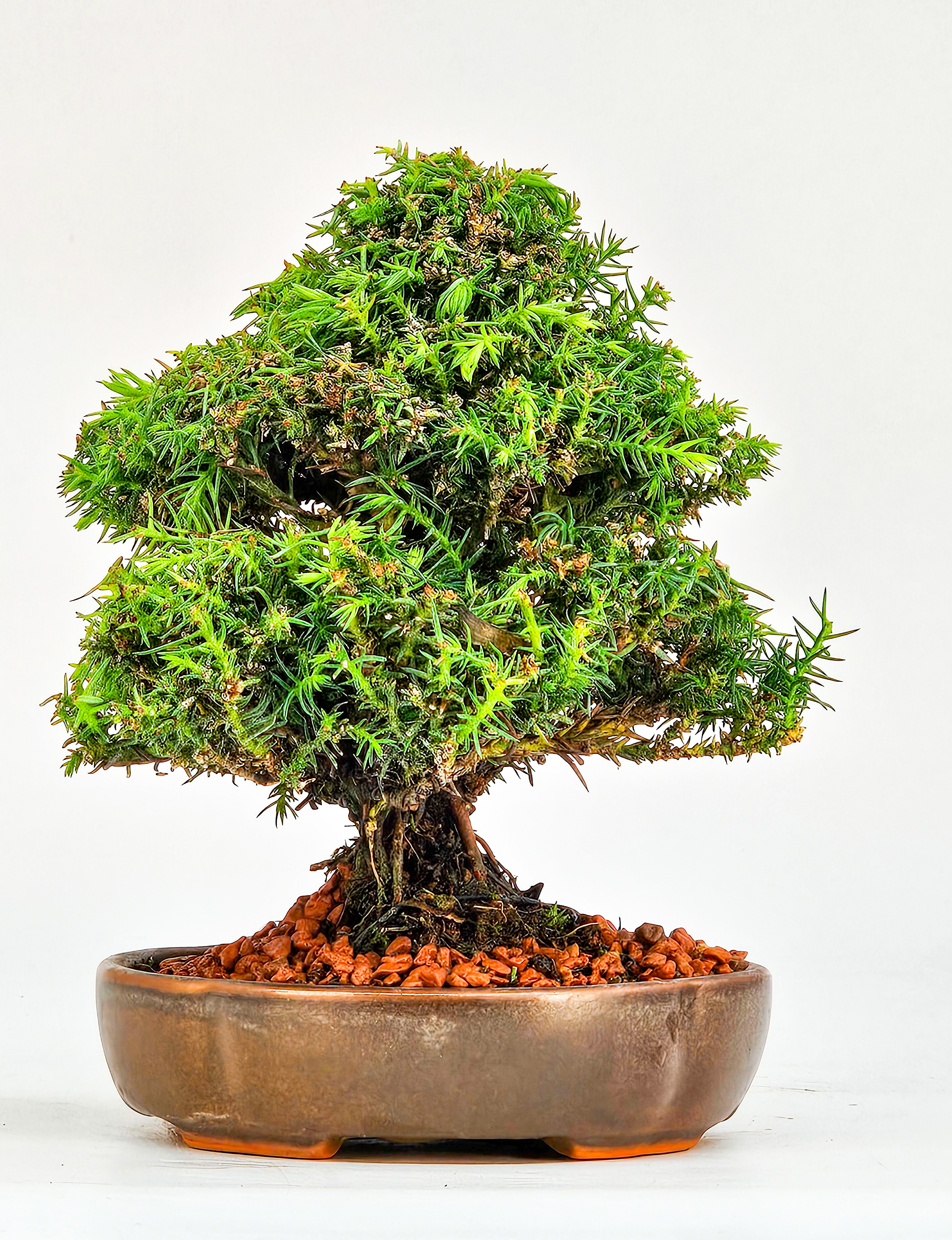 Bonsai Sicheltanne Cryptomeria Japonica Shohin 12cm