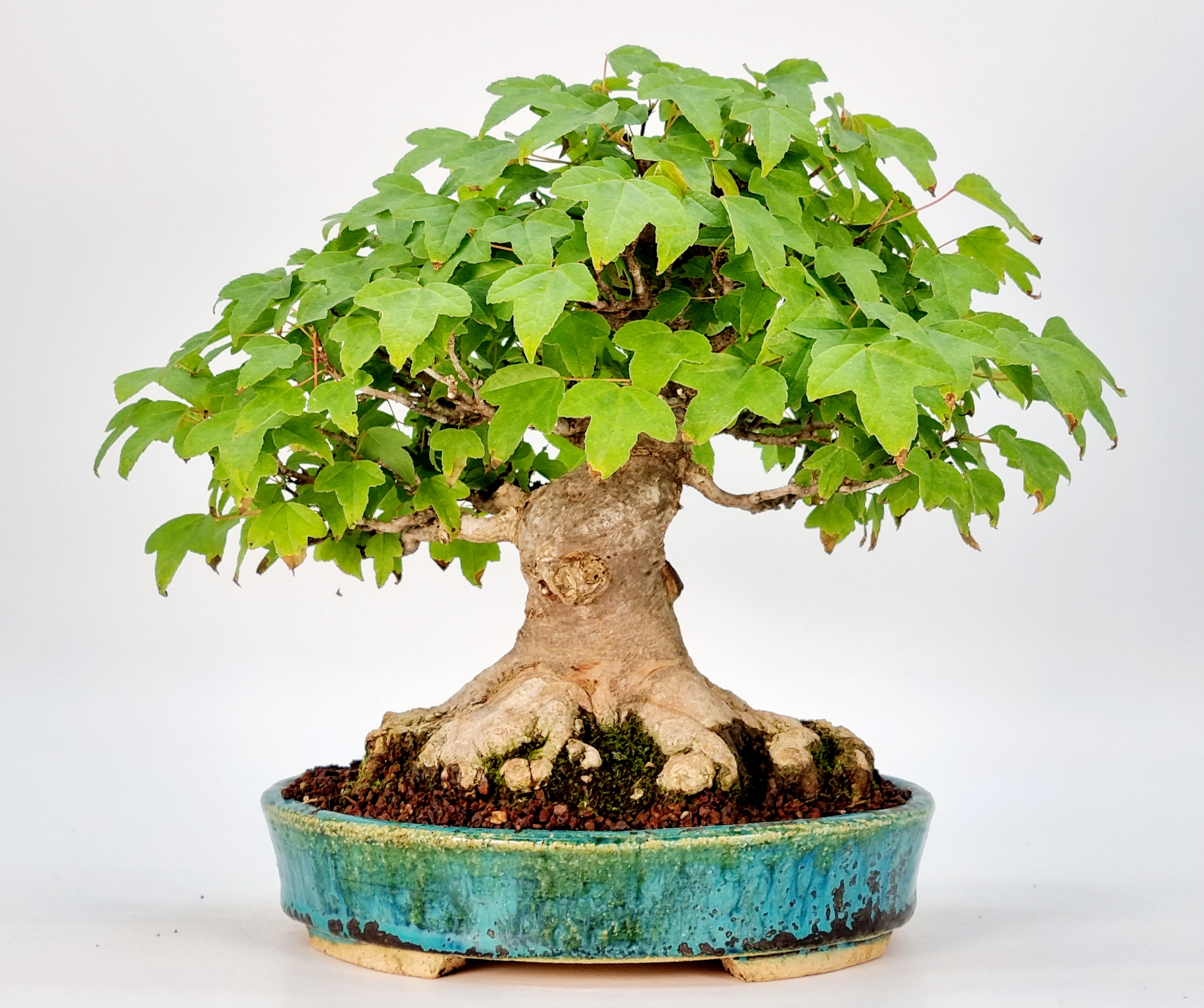 Bonsai Dreispitzahorn  - Acer buergerianum Shohin 19cm - Video!
