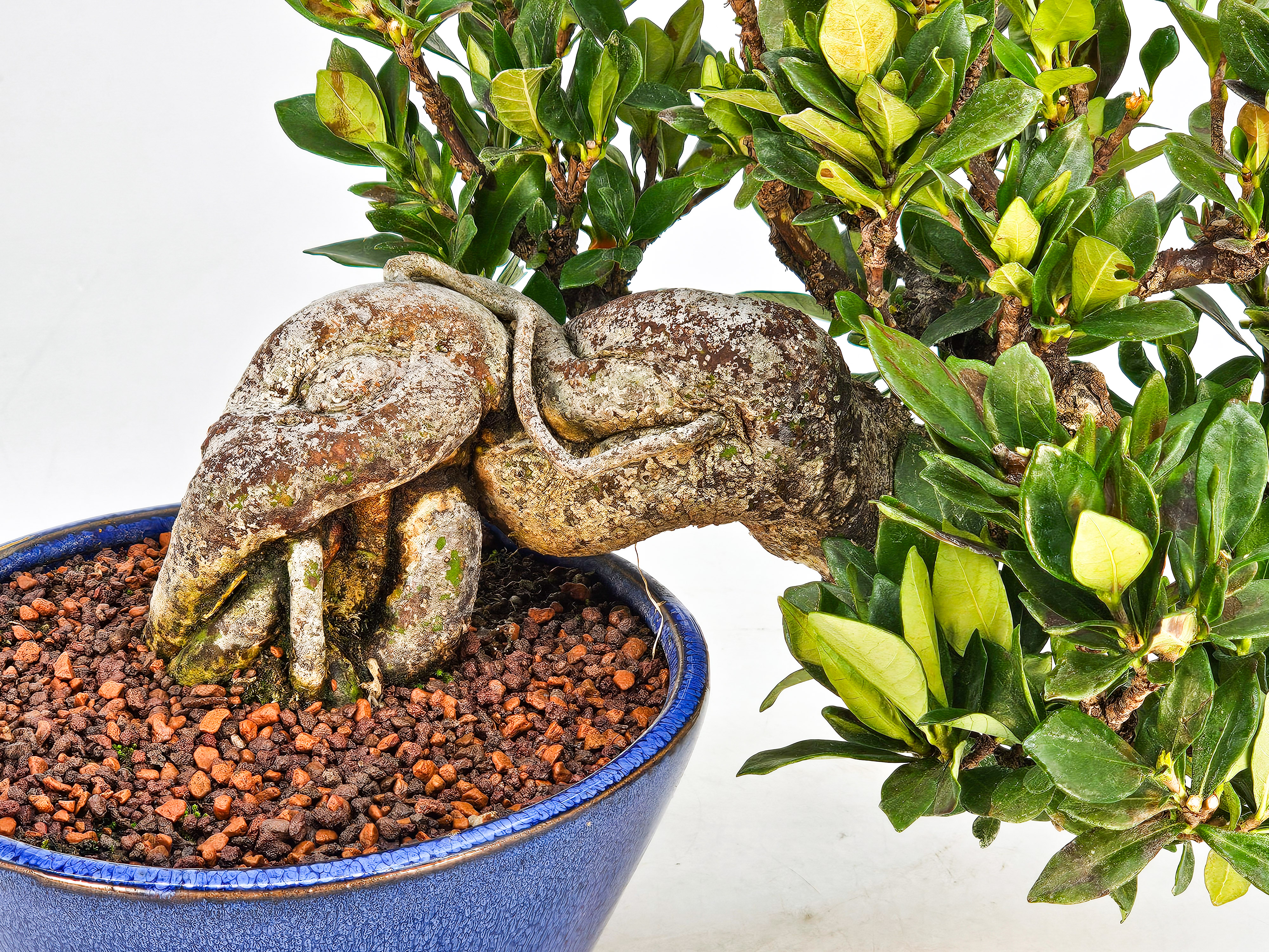 Bonsai Gardenia jasminoides Shohin 18cm