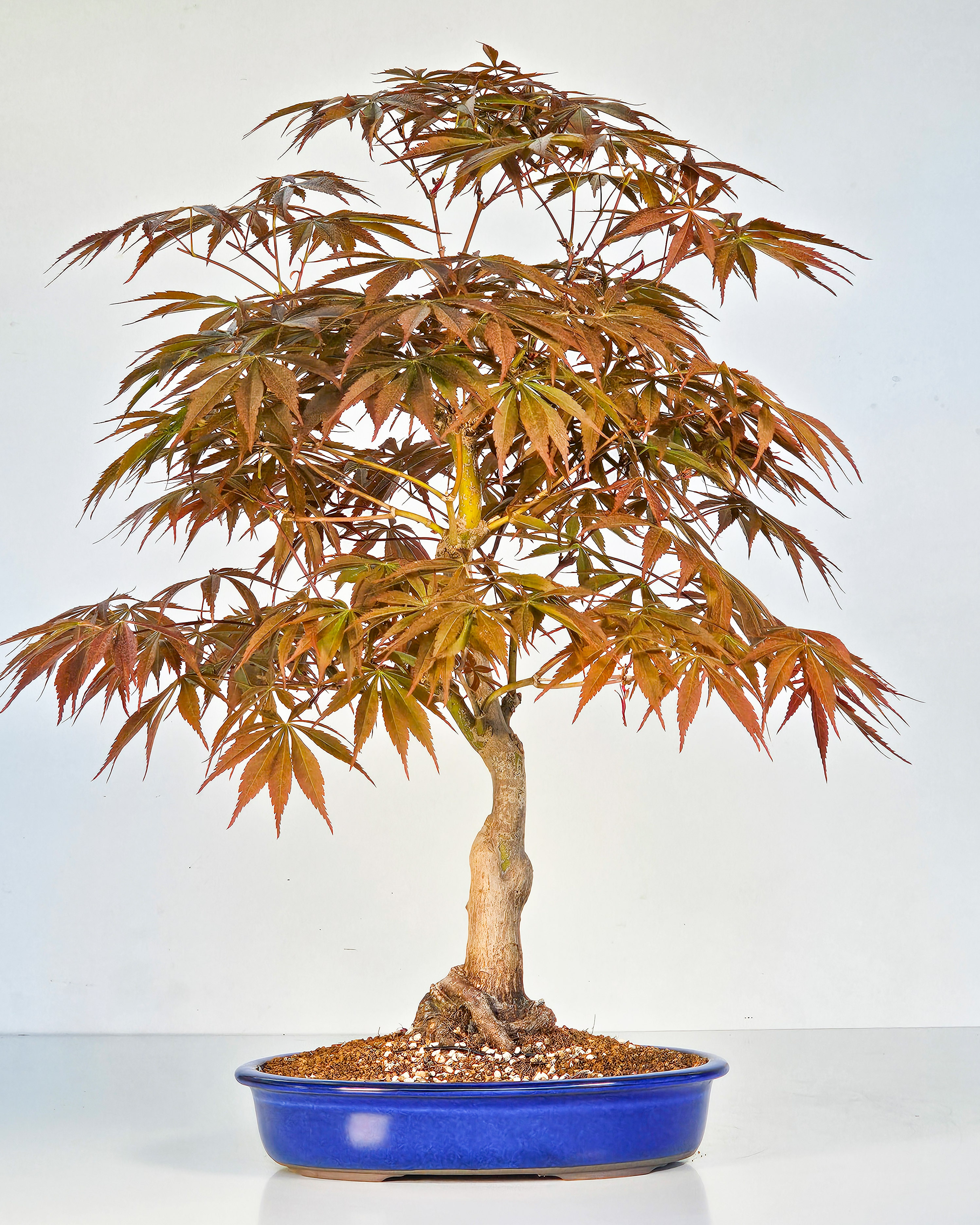 Bonsai Fächerahorn - Acer palmatum Tsuma beni 48cm