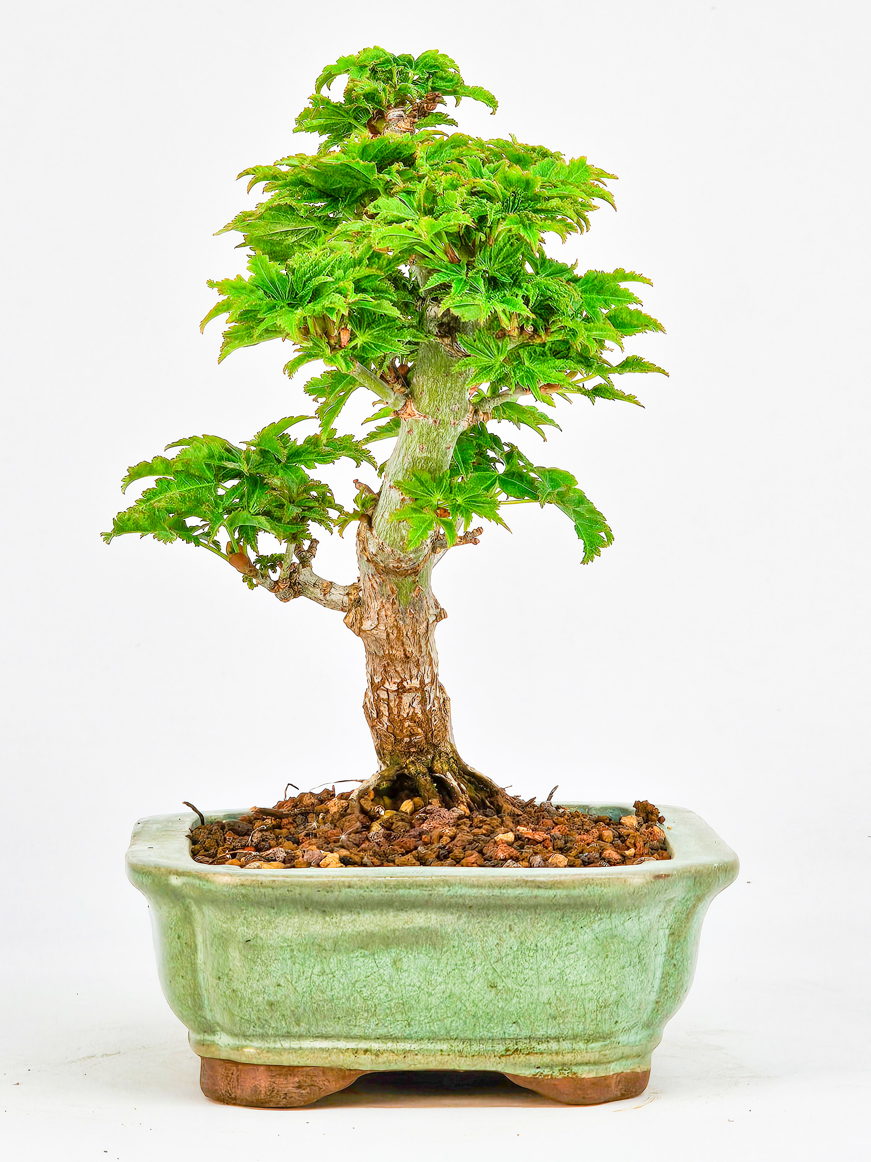 Bonsai Löwenkopfahorn- Acer palmatum Shishigashira Shohin 13cm