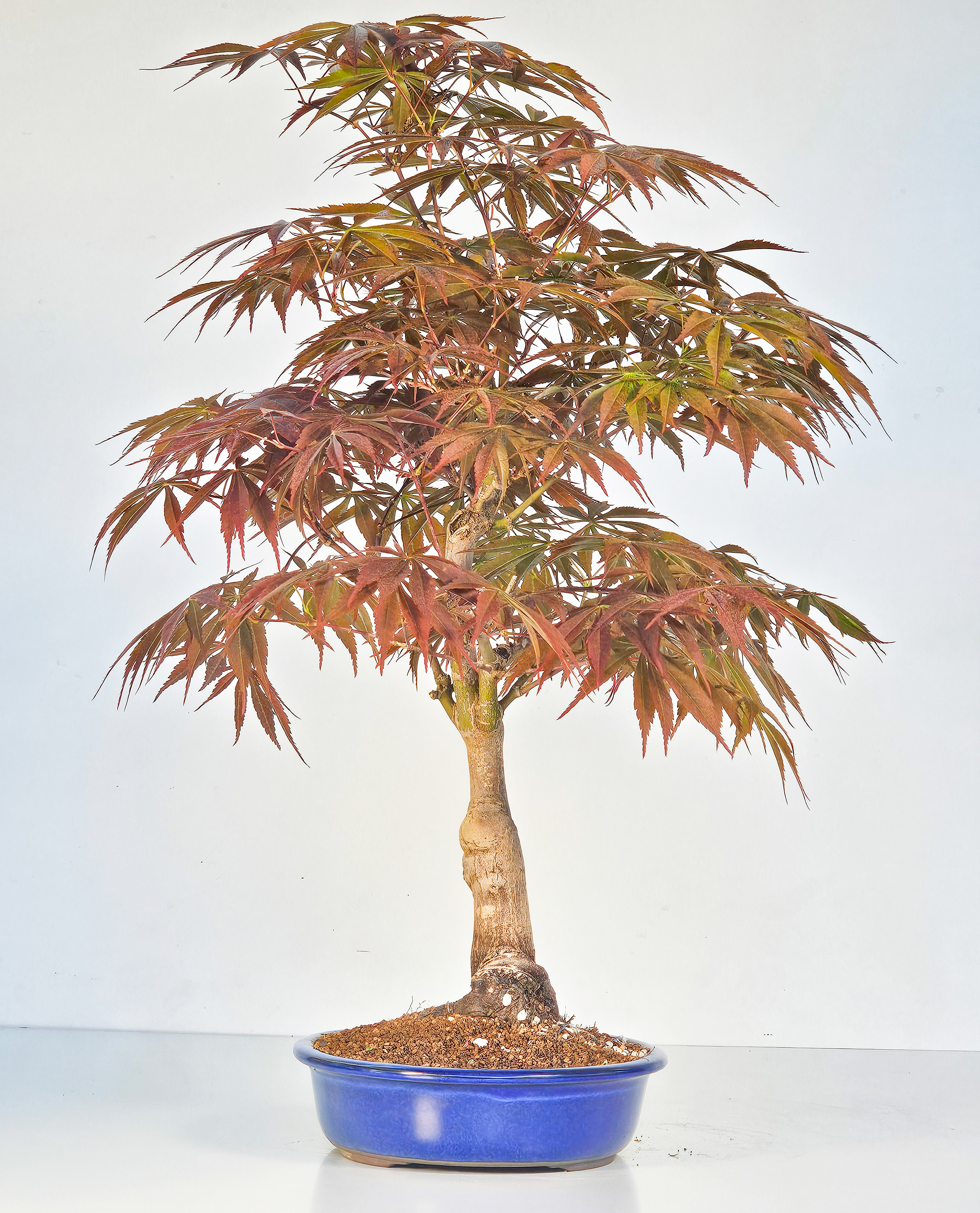 Bonsai Fächerahorn - Acer palmatum Tsuma beni 48cm
