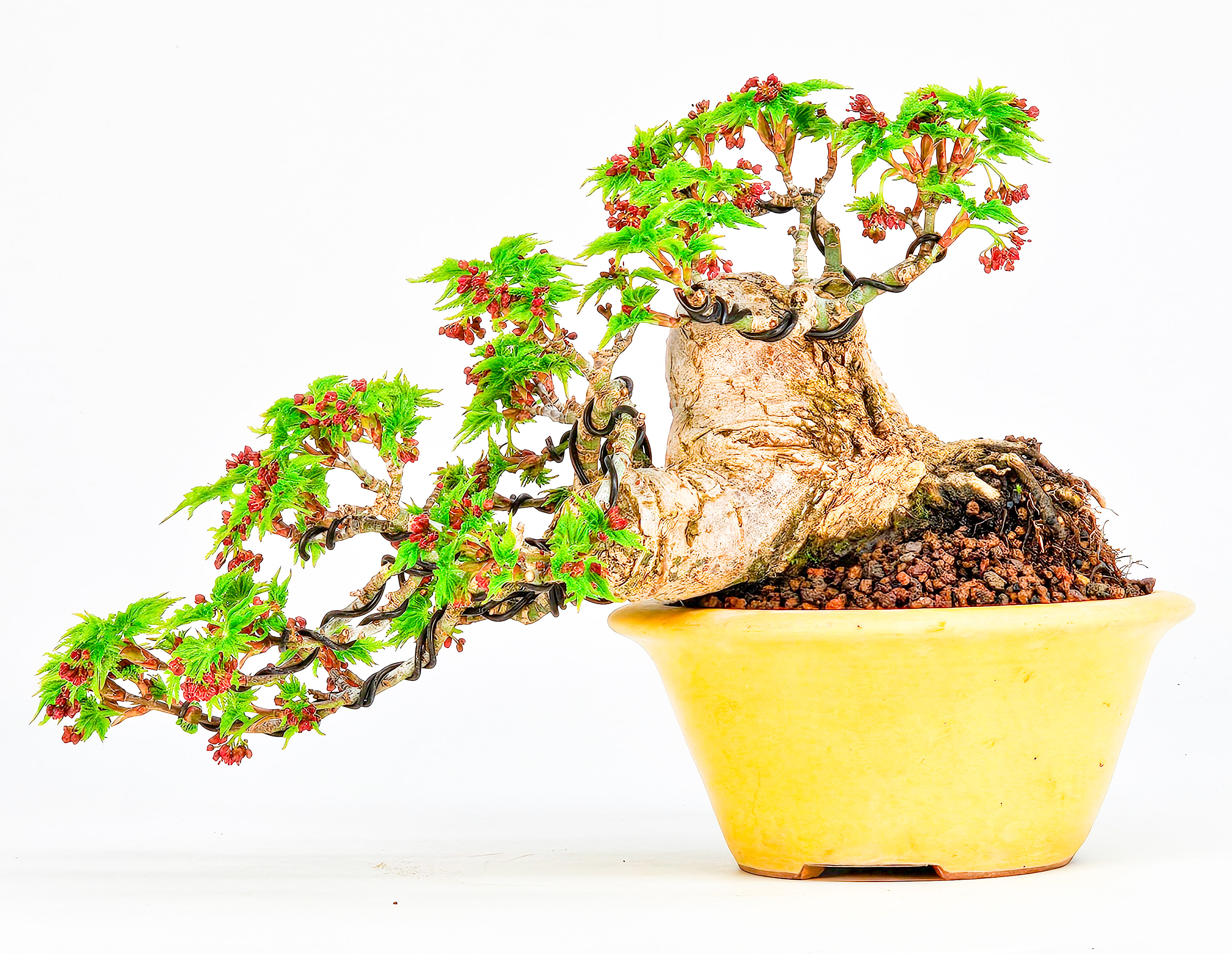 Bonsai Löwenkopfahorn- Acer palmatum Shishigashira Shohin 9cm