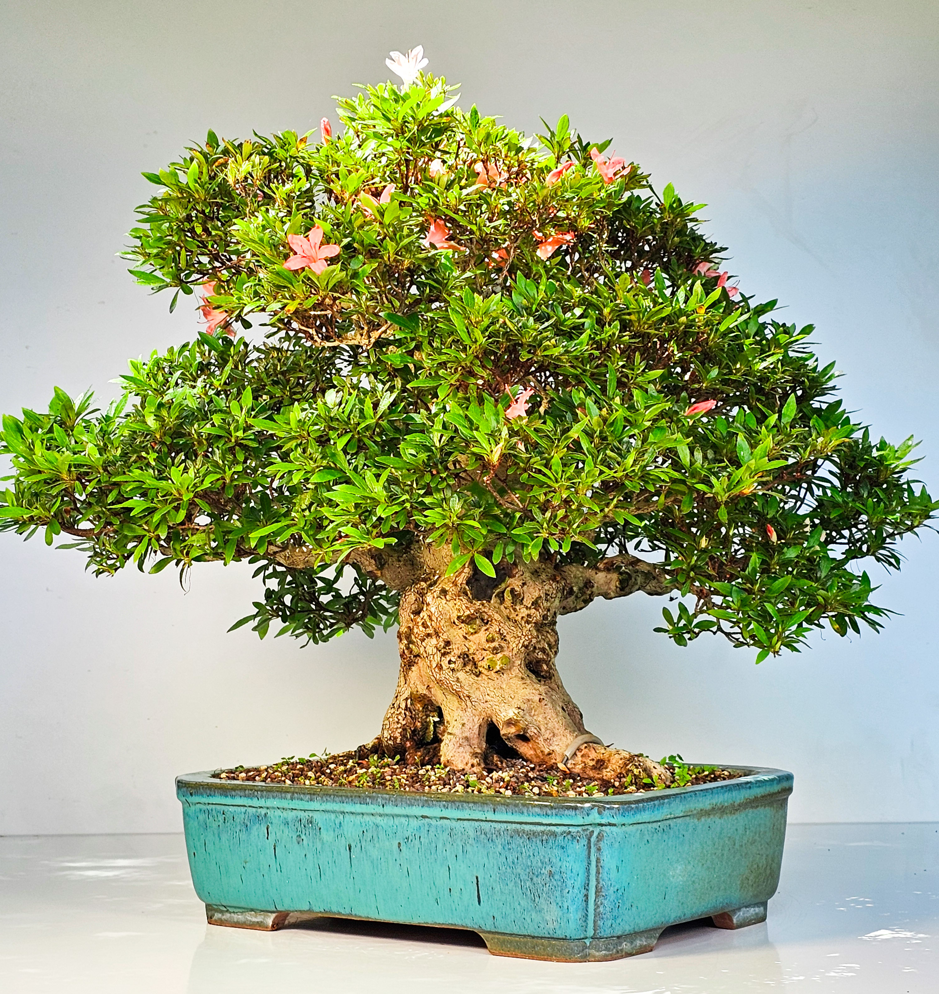 Bonsai Azalee Rhododendron indicum -Nissho no Hakari- 48cm