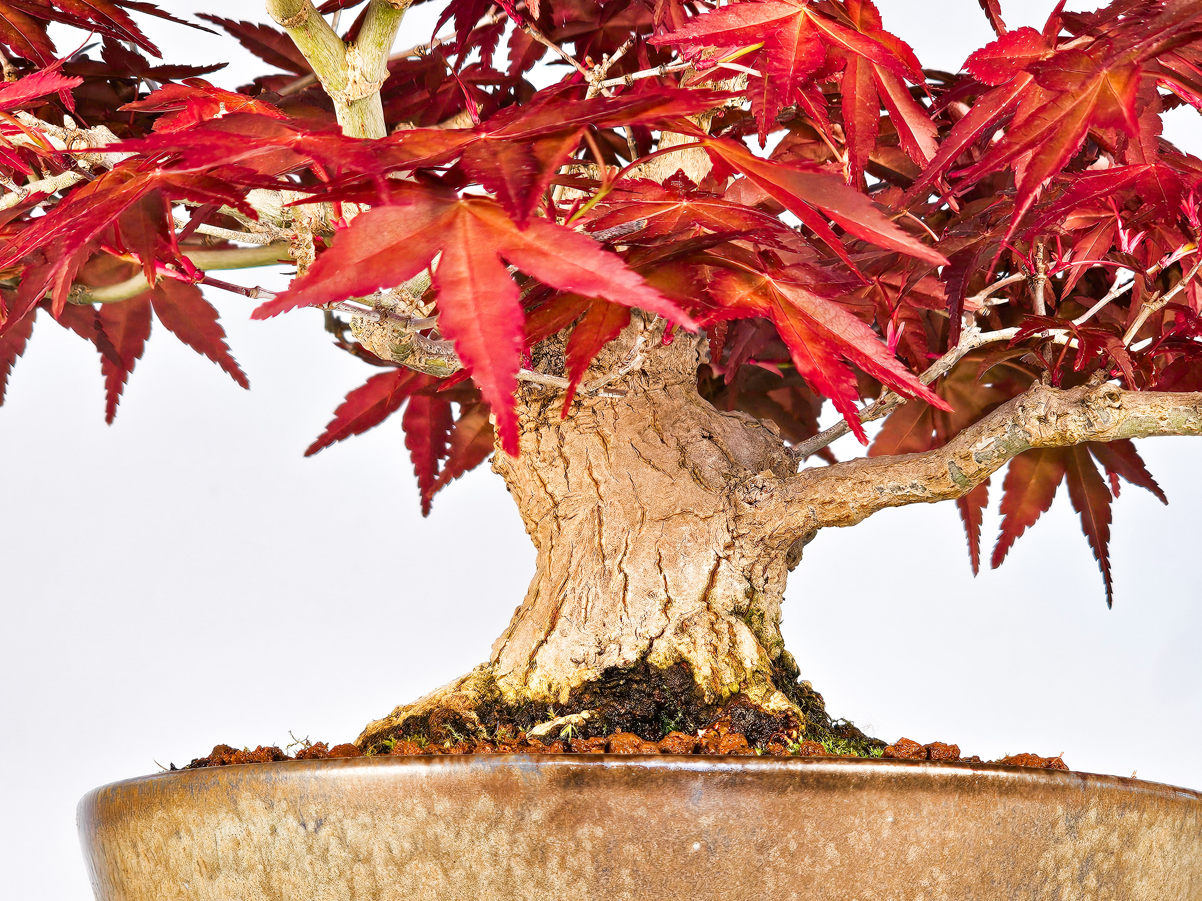 Bonsai Fächerahorn Acer palmatum Deshojo Shohin 17cm