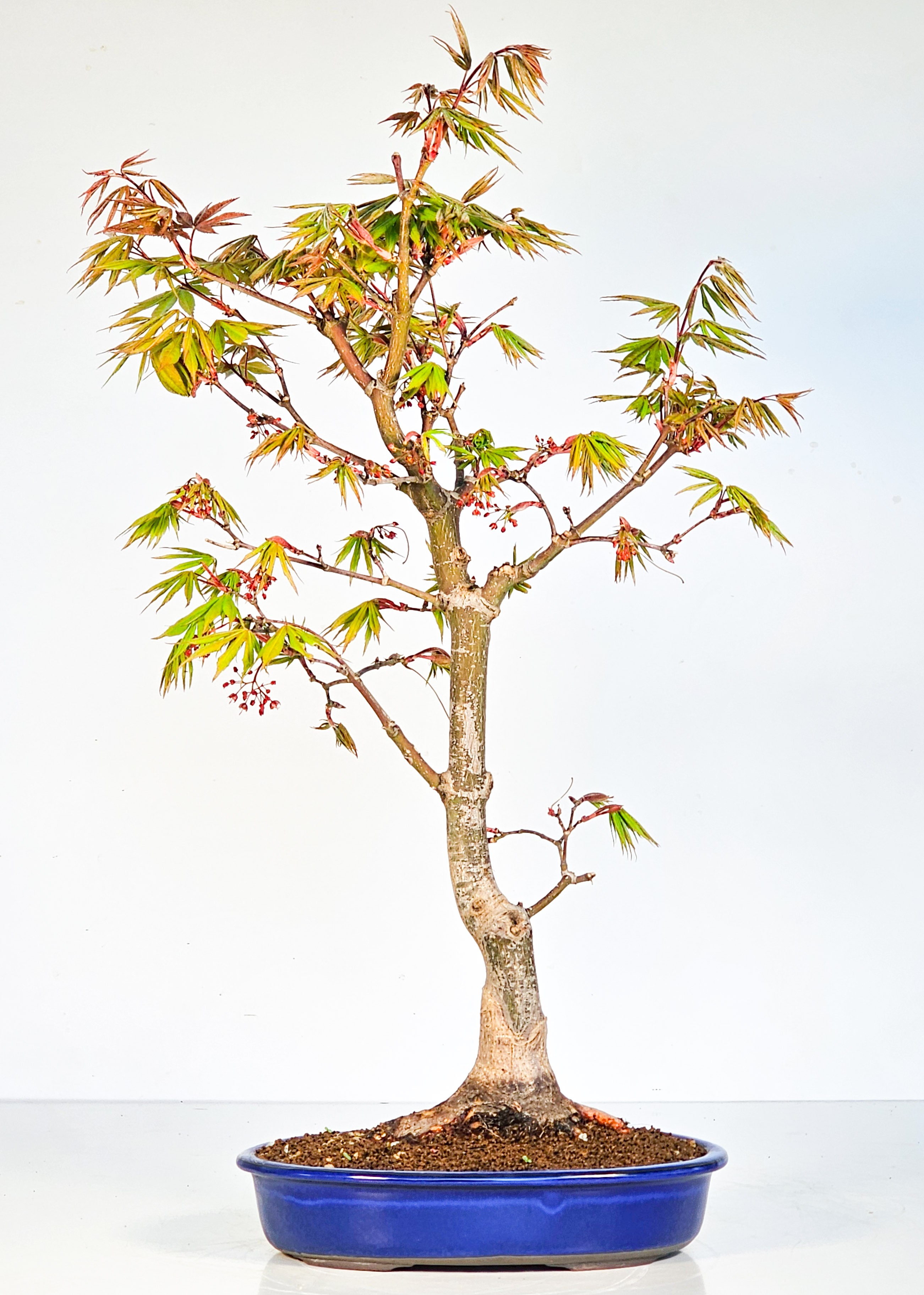 Bonsai Fächerahorn - Acer palmatum Osakazuki 48cm