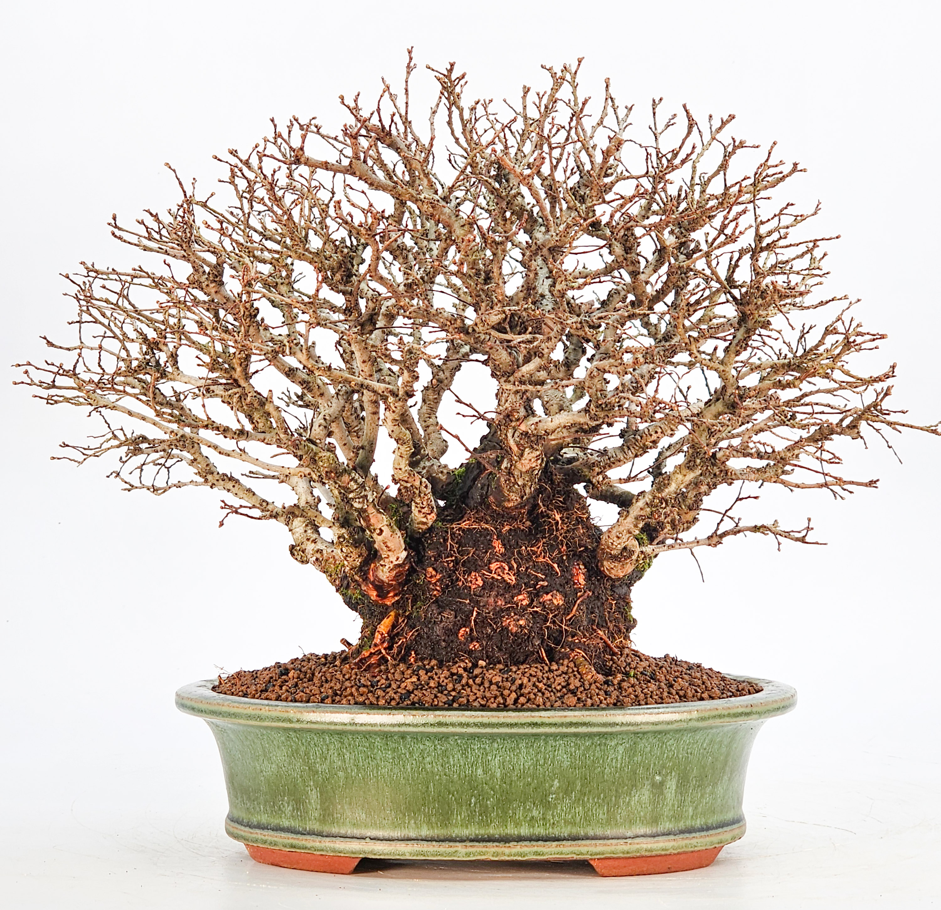 Bonsai Japanische Ulme - Ulmus parvifolia Shohin 21cm - Video!!