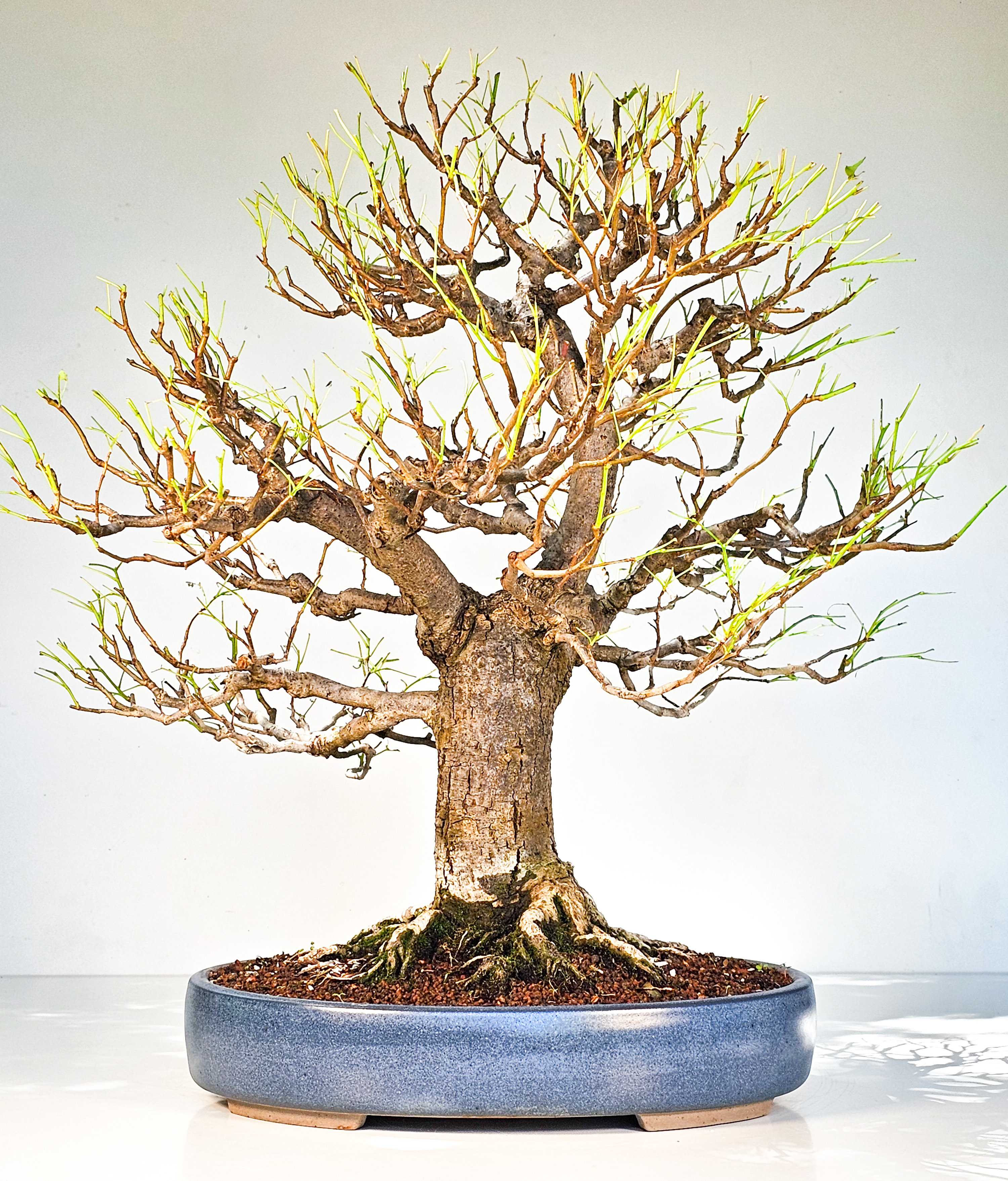 Bonsai Linde - Tilia  58cm